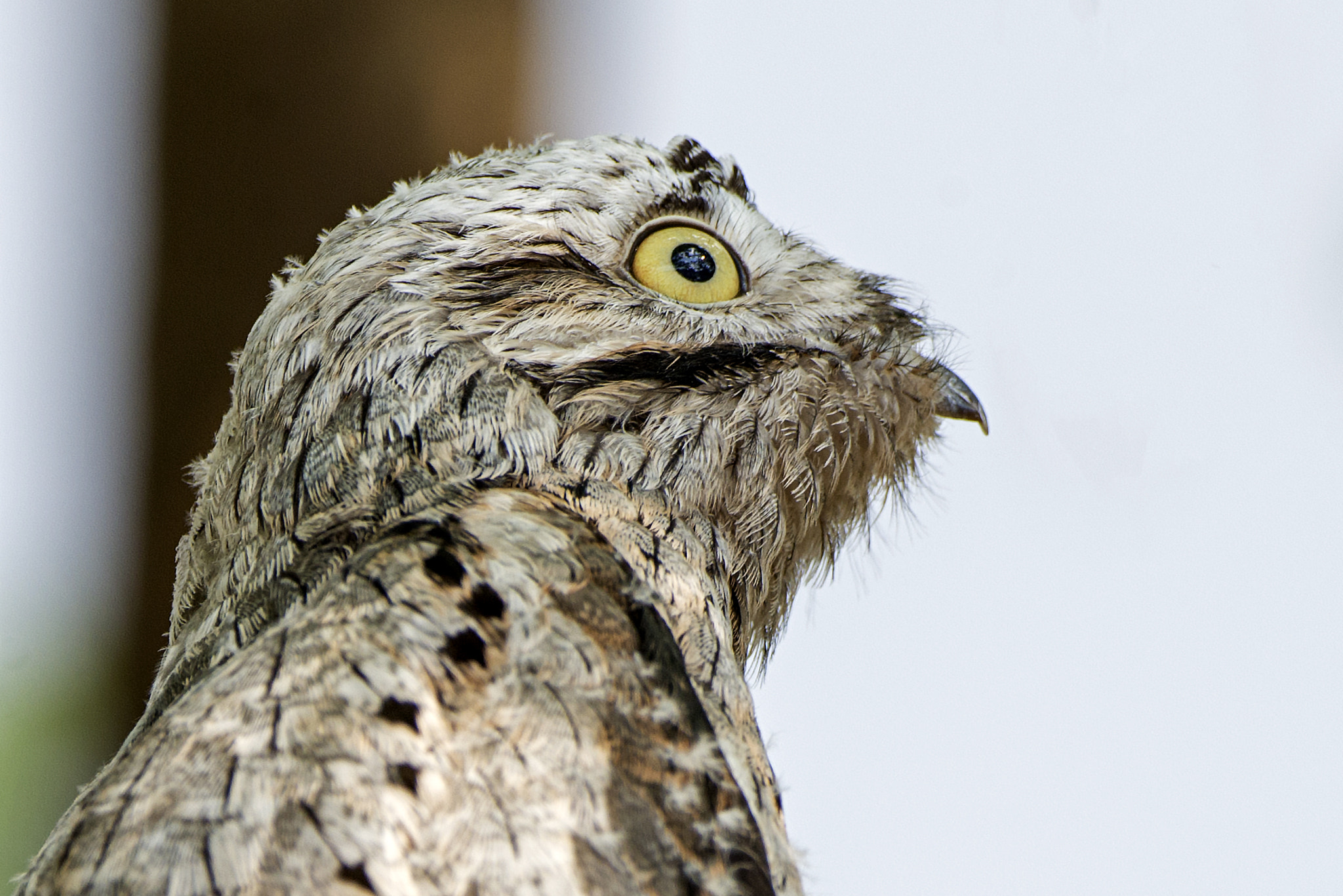 Nikon D600 sample photo. Puppy common potoo photography