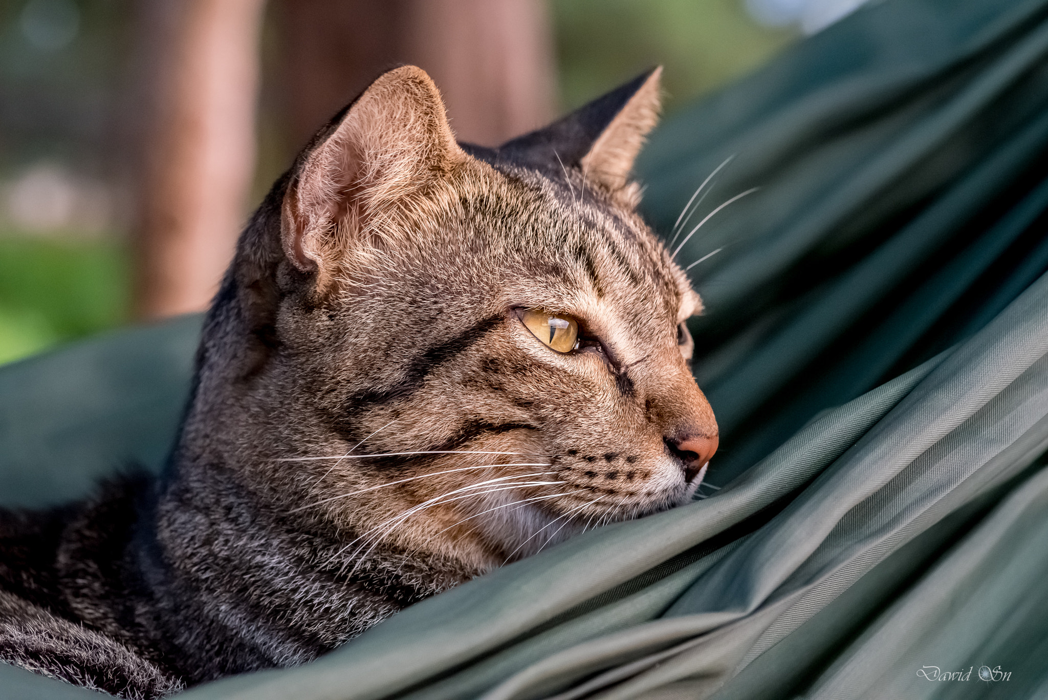 Tokina AT-X Pro 100mm F2.8 Macro sample photo. Wake up photography