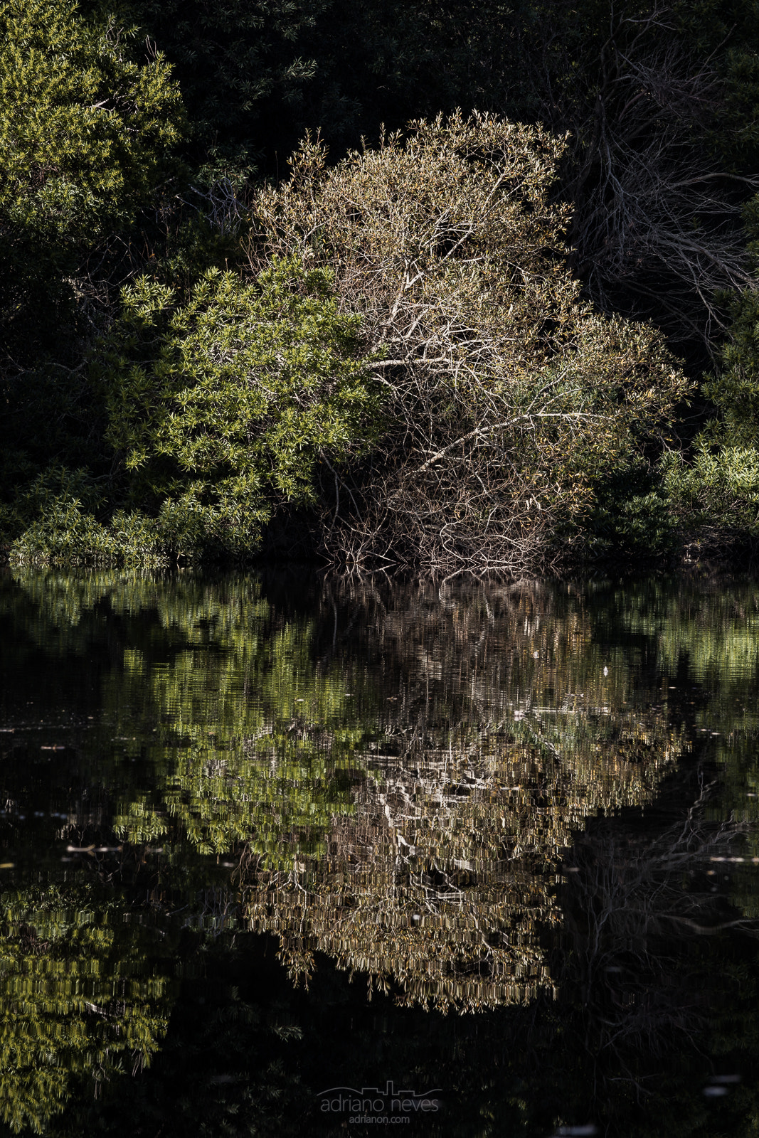Canon EOS 5DS R + Canon EF 70-200mm F4L IS USM sample photo. Green reflection - portugal, sintra photography