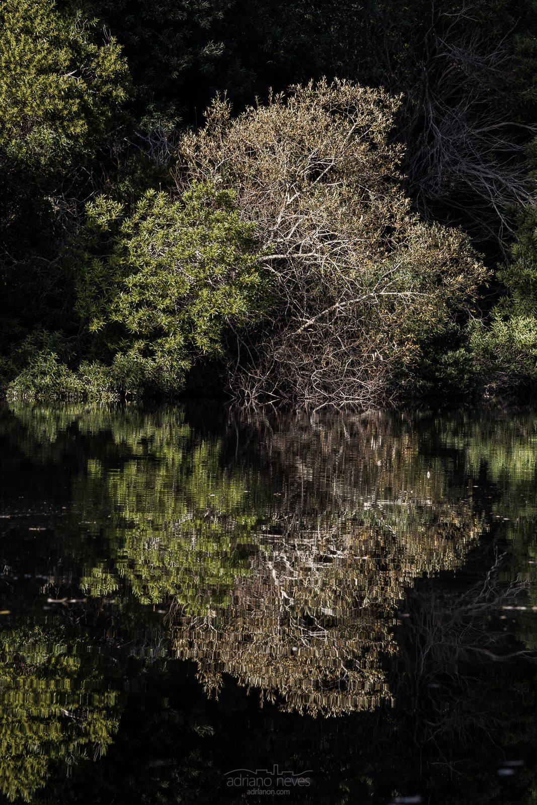 Canon EF 70-200mm F4L IS USM sample photo. Green reflection - portugal, sintra photography