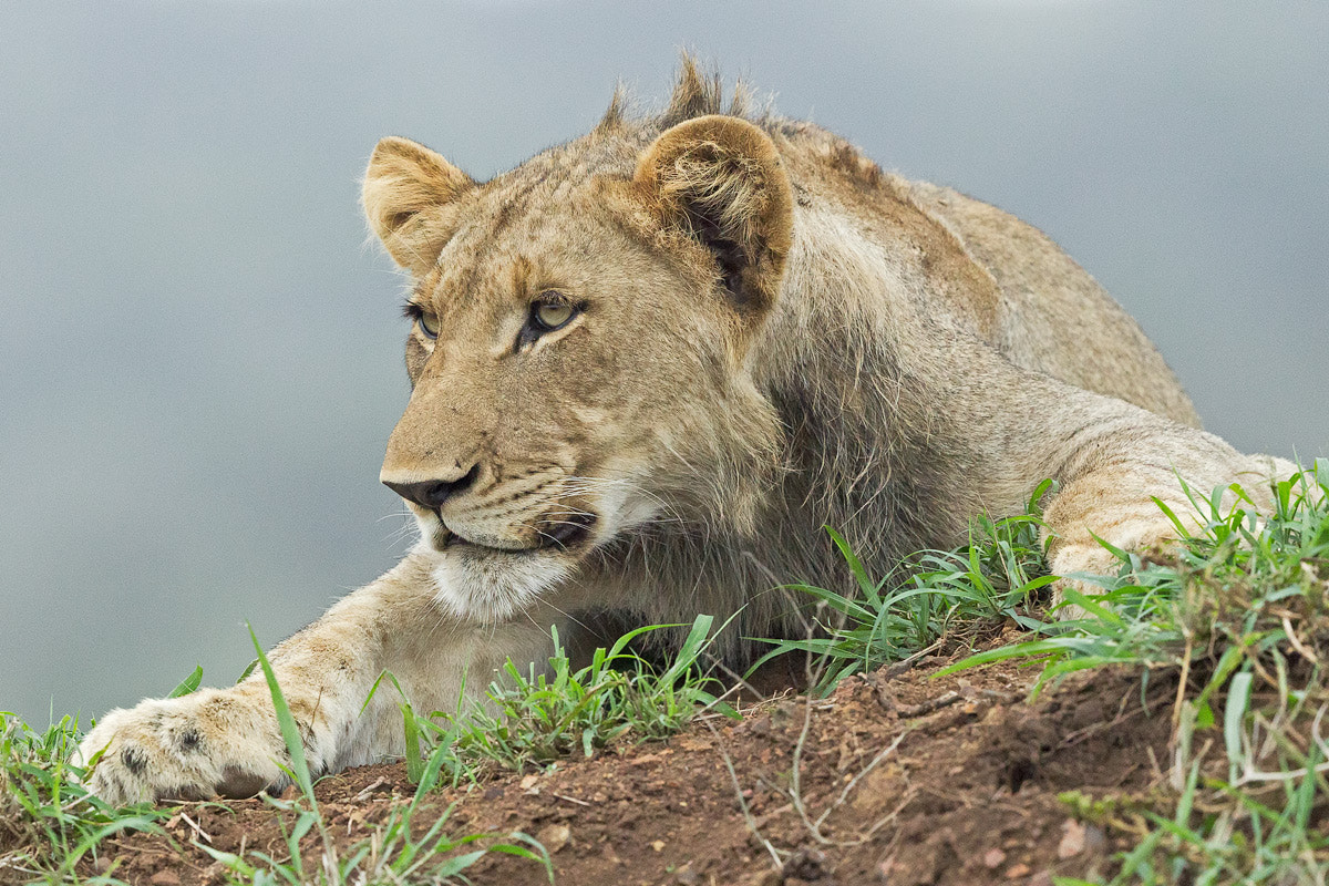 Canon EF 500mm F4L IS II USM sample photo. Curious male subadult lion photography