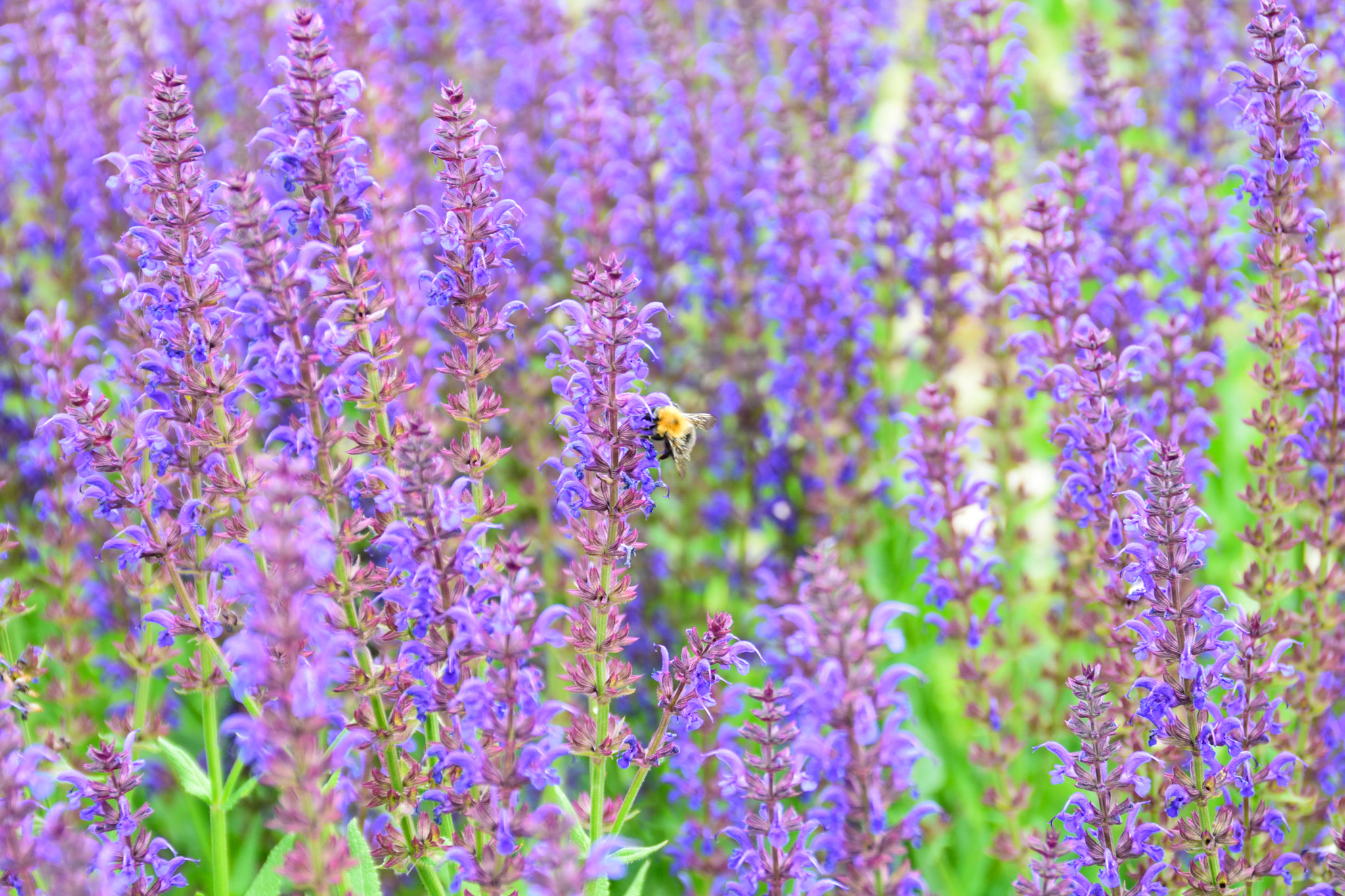 Nikon D3300 + Tamron AF 18-200mm F3.5-6.3 XR Di II LD Aspherical (IF) Macro sample photo. Purple flowers and bumblebee. photography