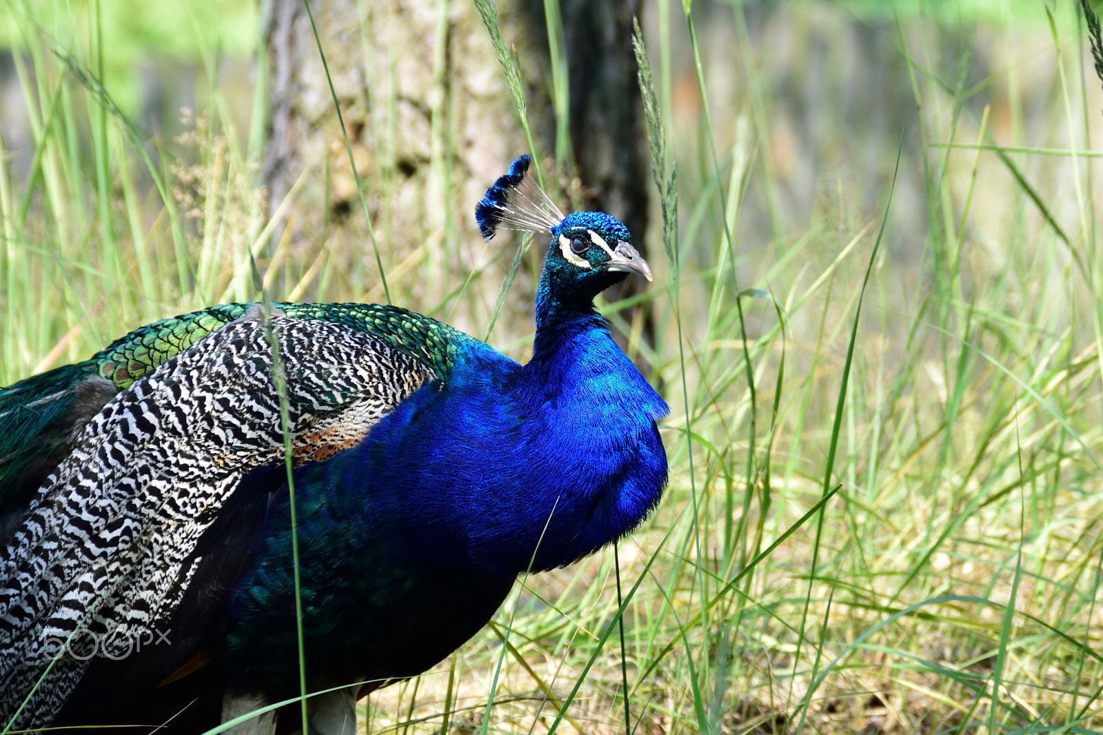 Nikon D3300 + Tamron AF 18-200mm F3.5-6.3 XR Di II LD Aspherical (IF) Macro sample photo. Common peafowl in a forest. photography