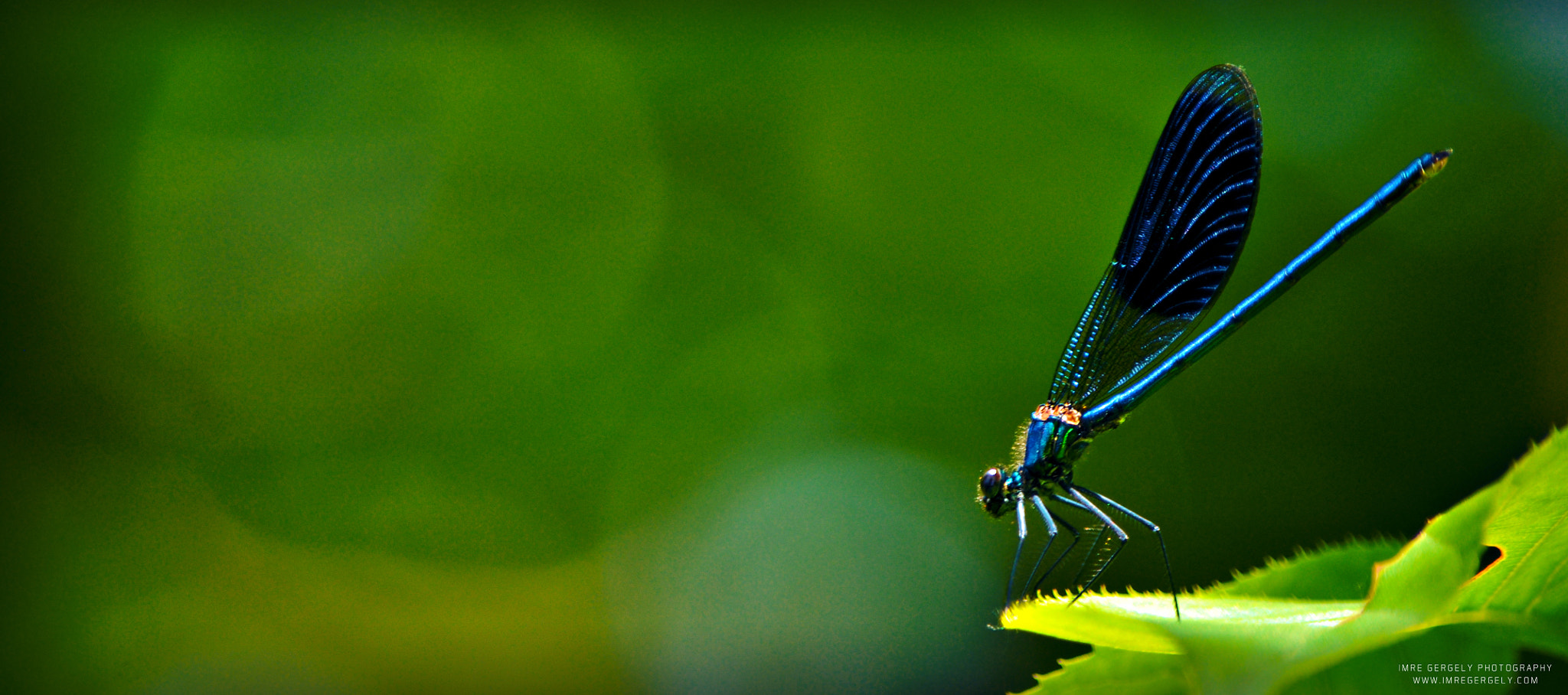 Nikon D5000 sample photo