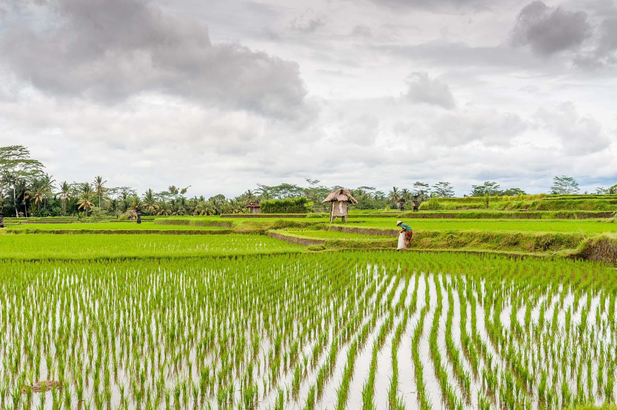 Nikon D90 sample photo. Indonesia - bali - ubud rice field photography