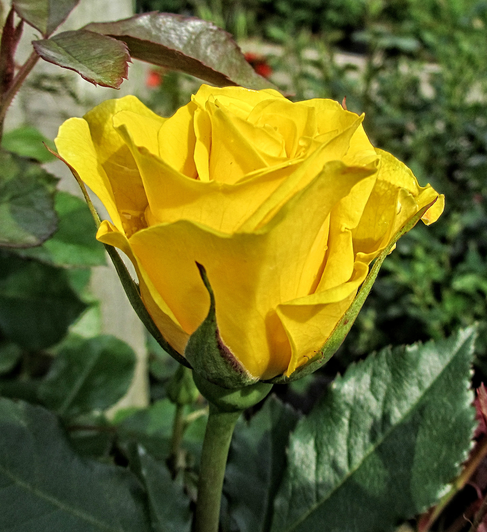 Canon PowerShot ELPH 310 HS (IXUS 230 HS / IXY 600F) sample photo. Oli rose 04 r photography