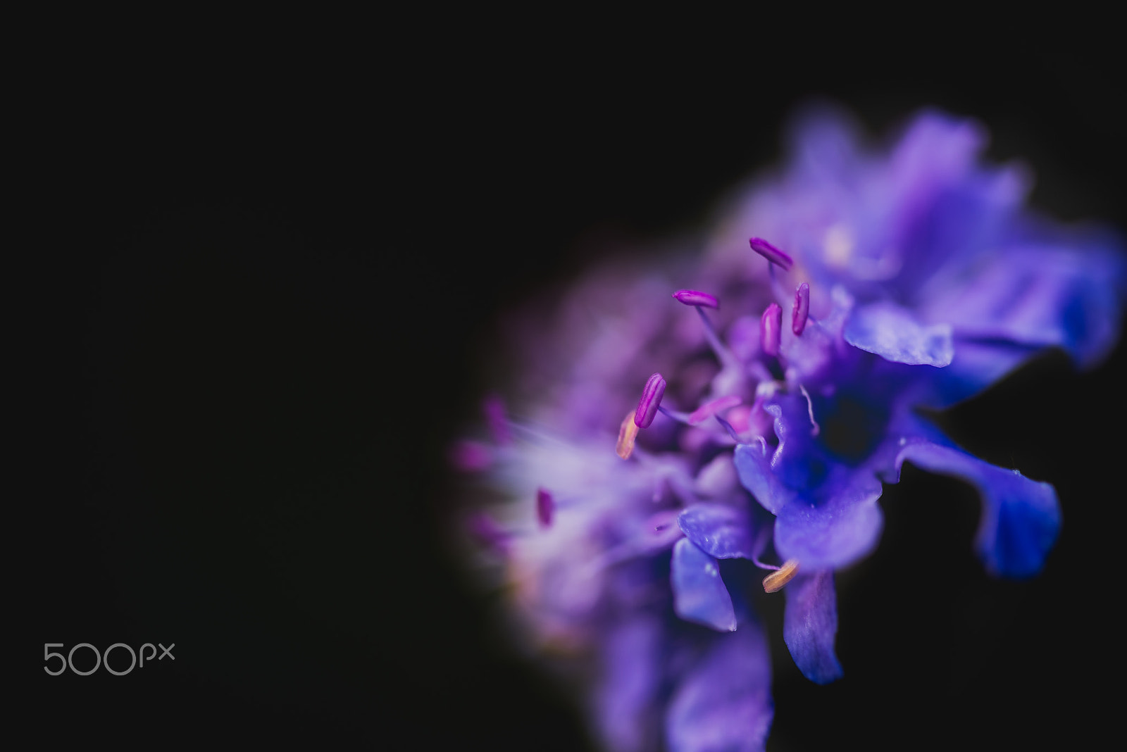 Sigma 105mm F2.8 EX DG OS HSM sample photo. Puprle flower photography