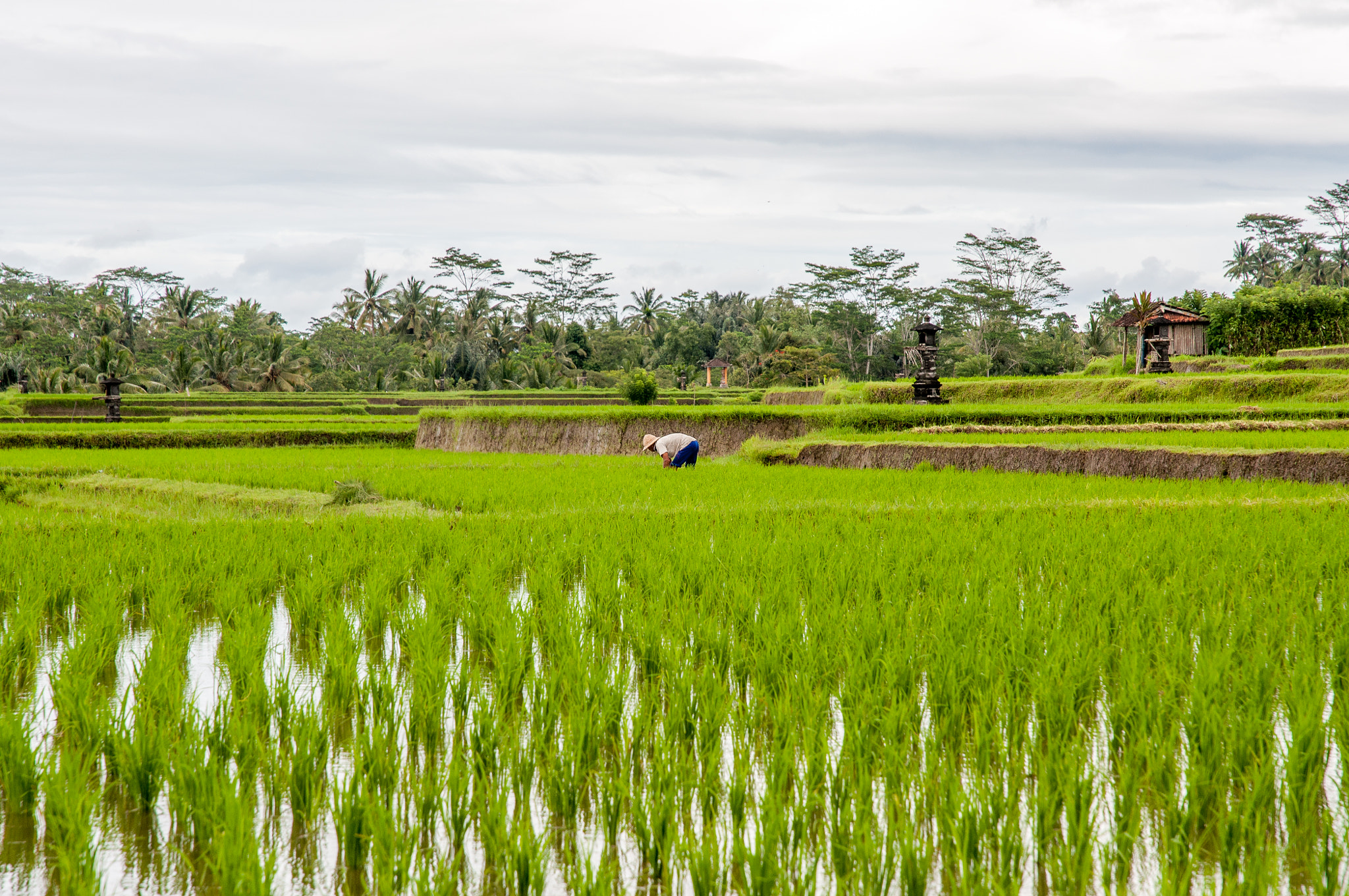 Nikon D90 sample photo. Indonesia bali ubud ricefield photography