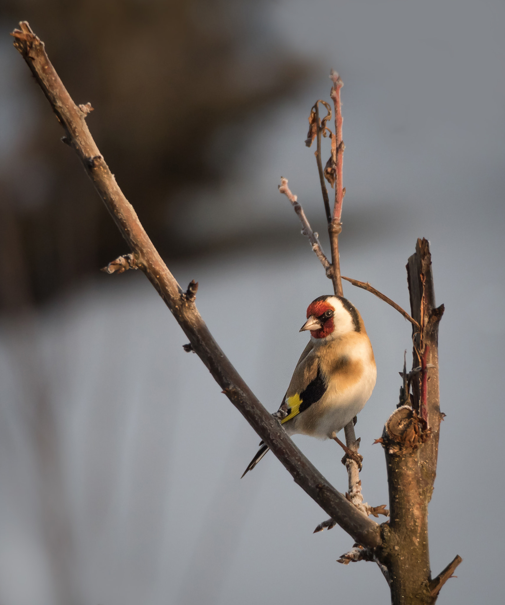Olympus PEN E-PL7 sample photo. Goldfinch photography
