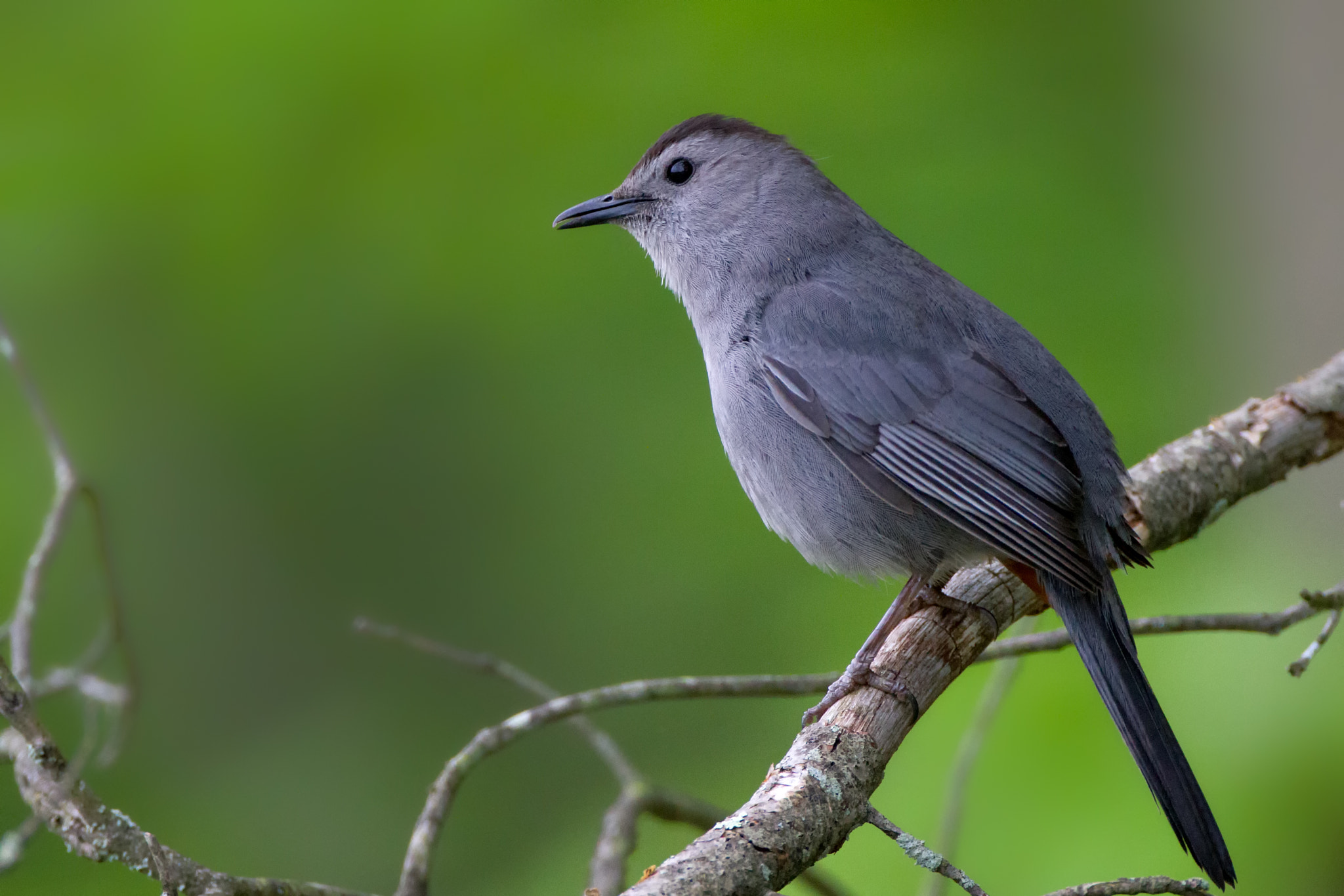Canon EF 500mm F4L IS USM sample photo. Grey catbird photography
