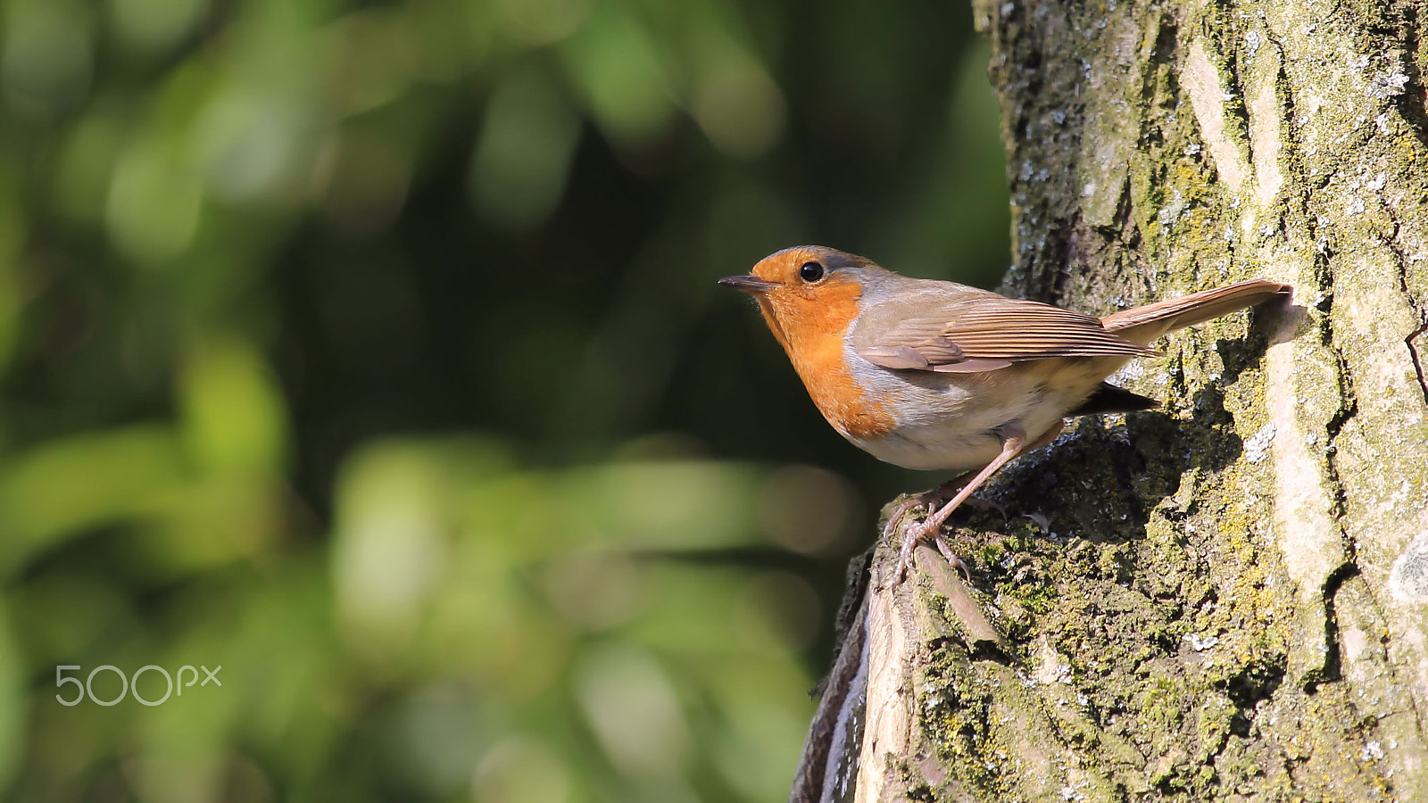 Canon EOS 60D + Canon EF 100-400mm F4.5-5.6L IS USM sample photo. Robin photography