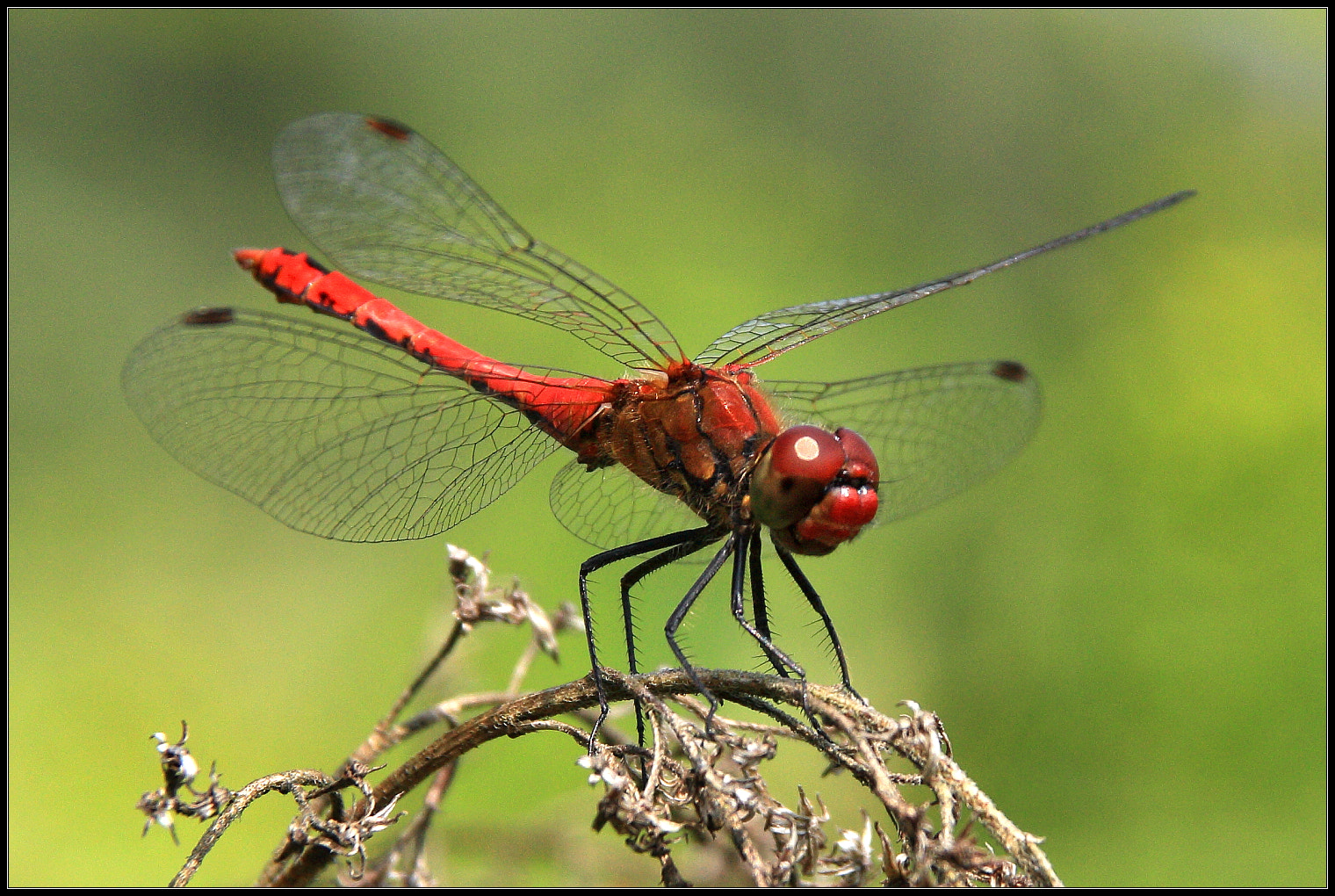 Canon EOS 450D (EOS Rebel XSi / EOS Kiss X2) + Sigma 18-125mm F3.8-5.6 DC OS HSM sample photo. Dragonfly photography