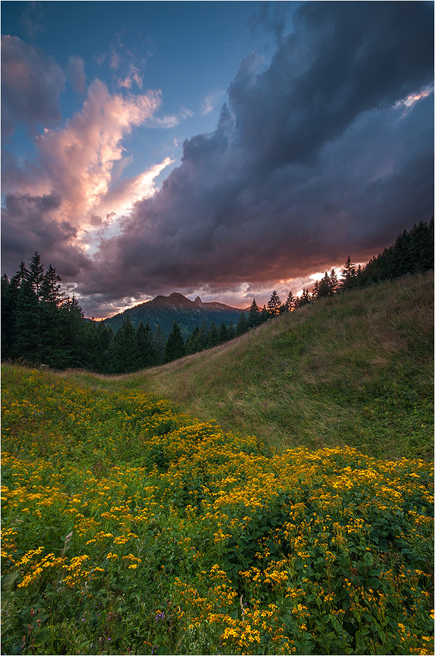 Sigma 10-20mm F4-5.6 EX DC HSM sample photo. °°° summer °°° photography