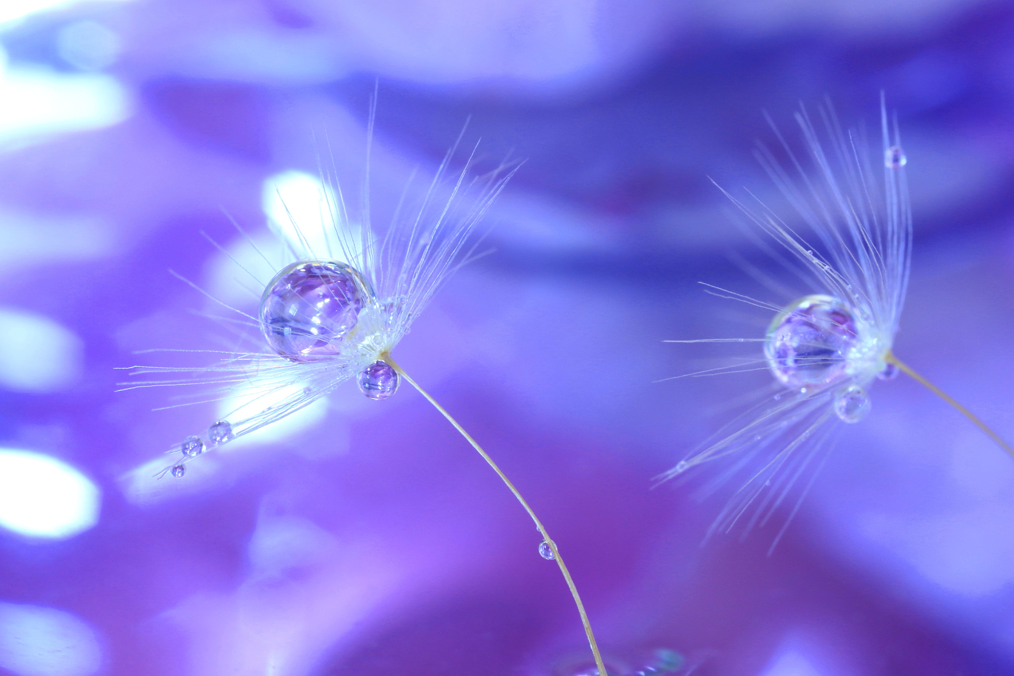 Canon MP-E 65mm F2.5 1-5x Macro Photo sample photo. Silencequiet photography