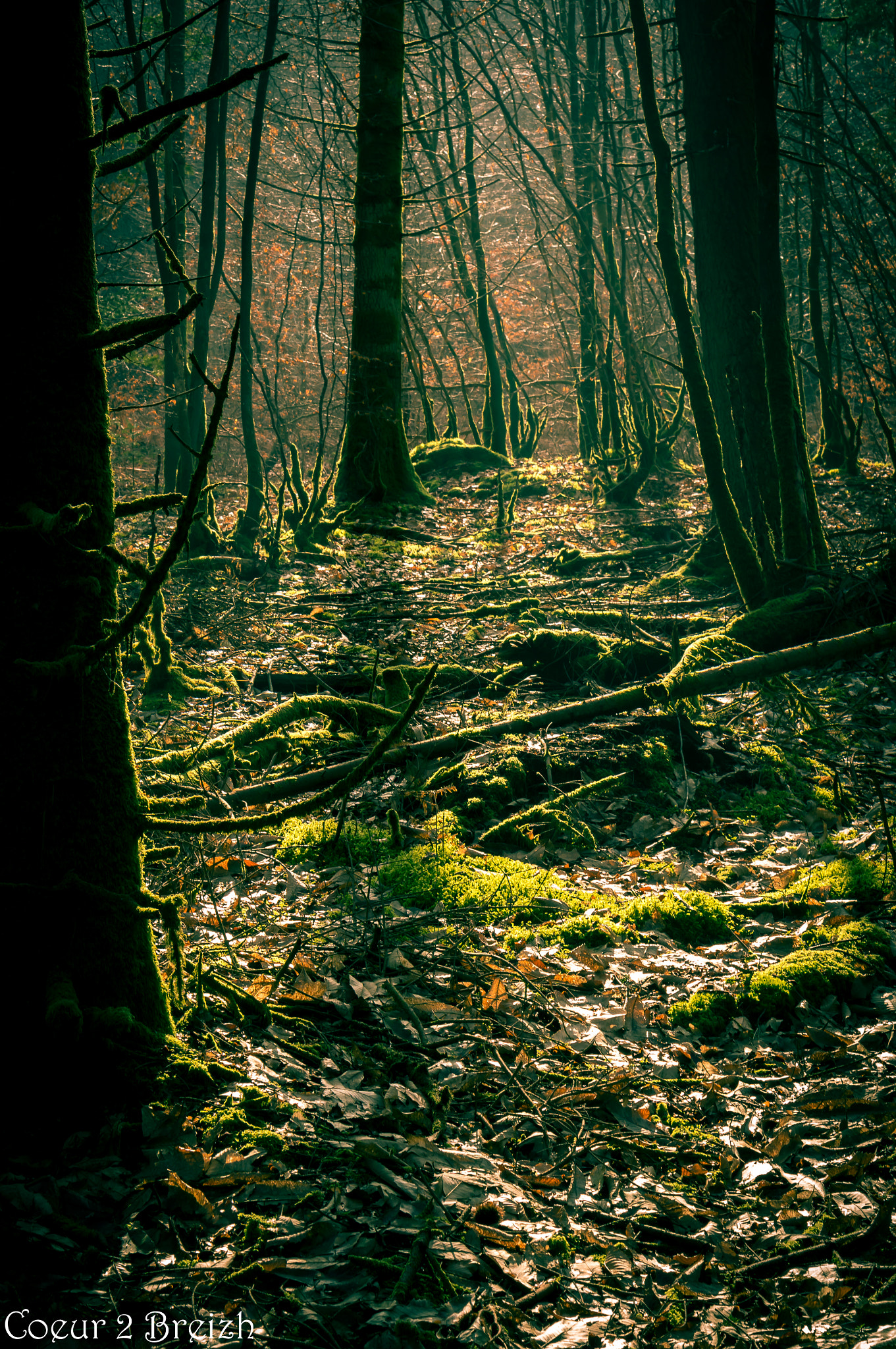 Sony Alpha NEX-6 sample photo. Forest  photography