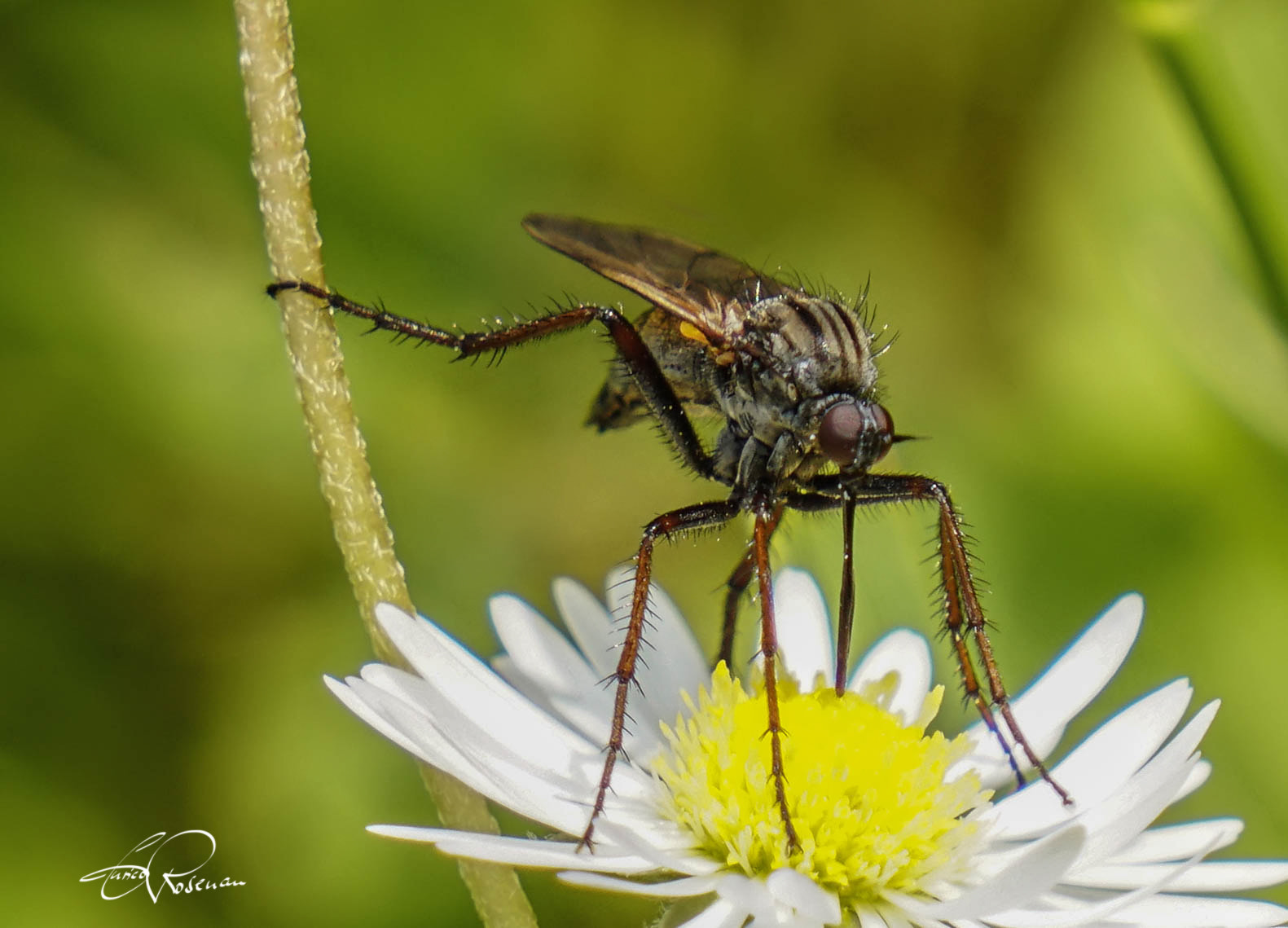 Sony a6300 + Sony E 55-210mm F4.5-6.3 OSS sample photo