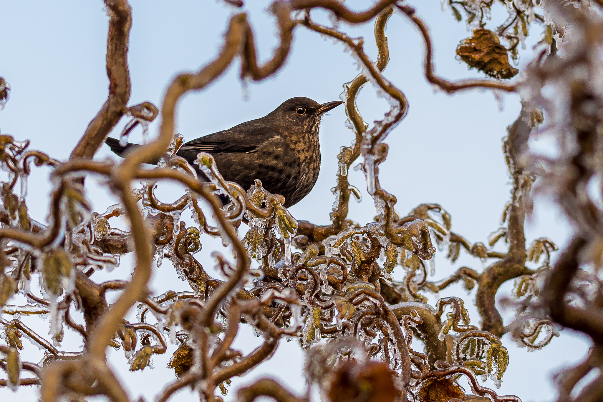 Nikon AF-S Nikkor 70-200mm F4G ED VR sample photo. Thrush in iced hazel photography