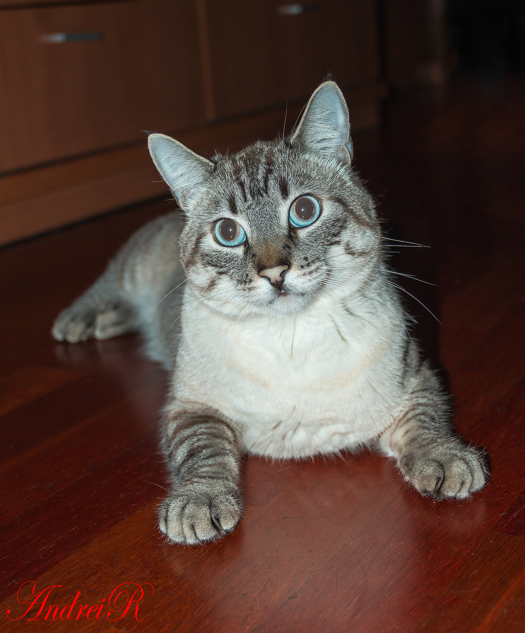 Canon EOS 70D + Canon EF 17-40mm F4L USM sample photo. Cat photography