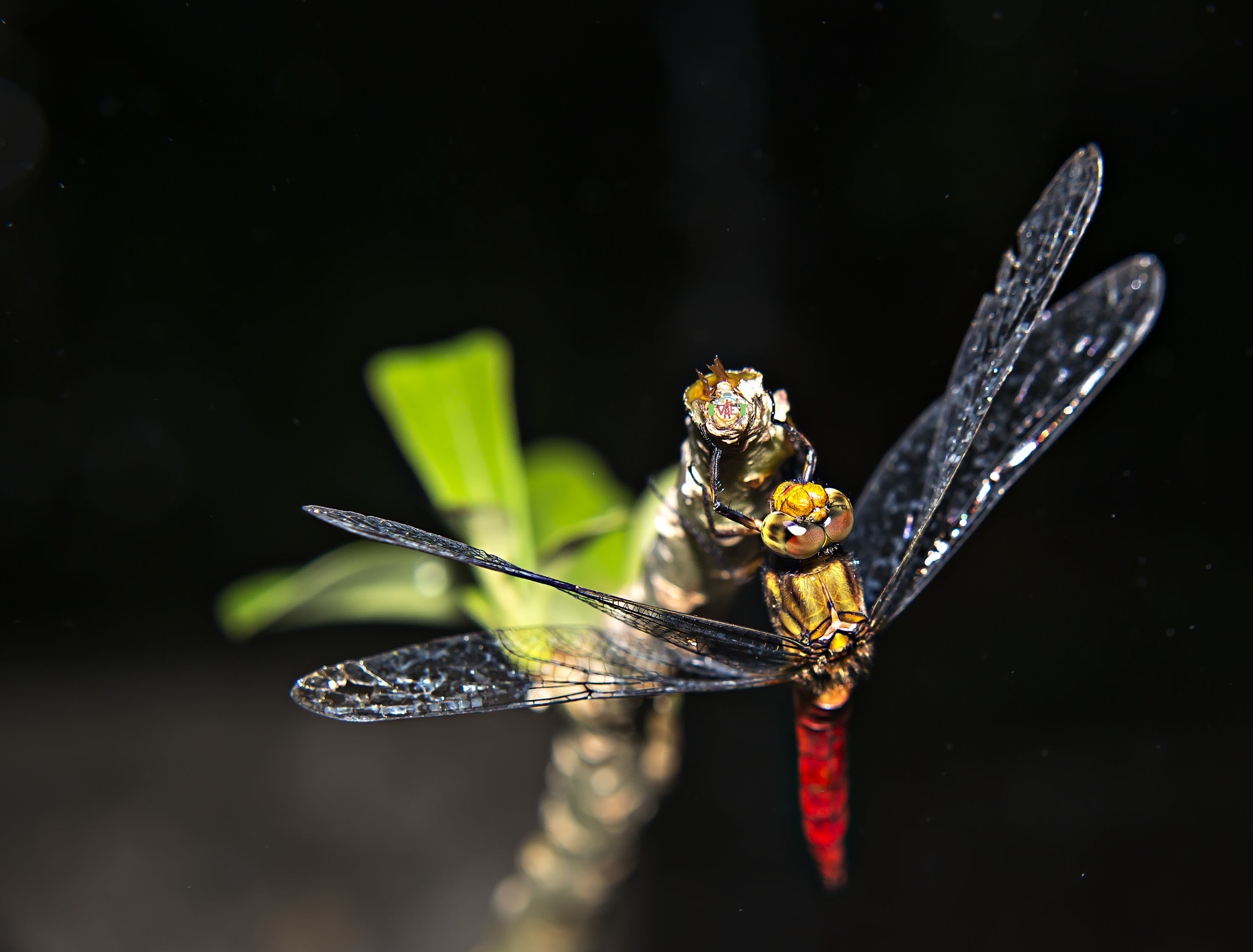 Nikon D800 sample photo. Sleeping photography