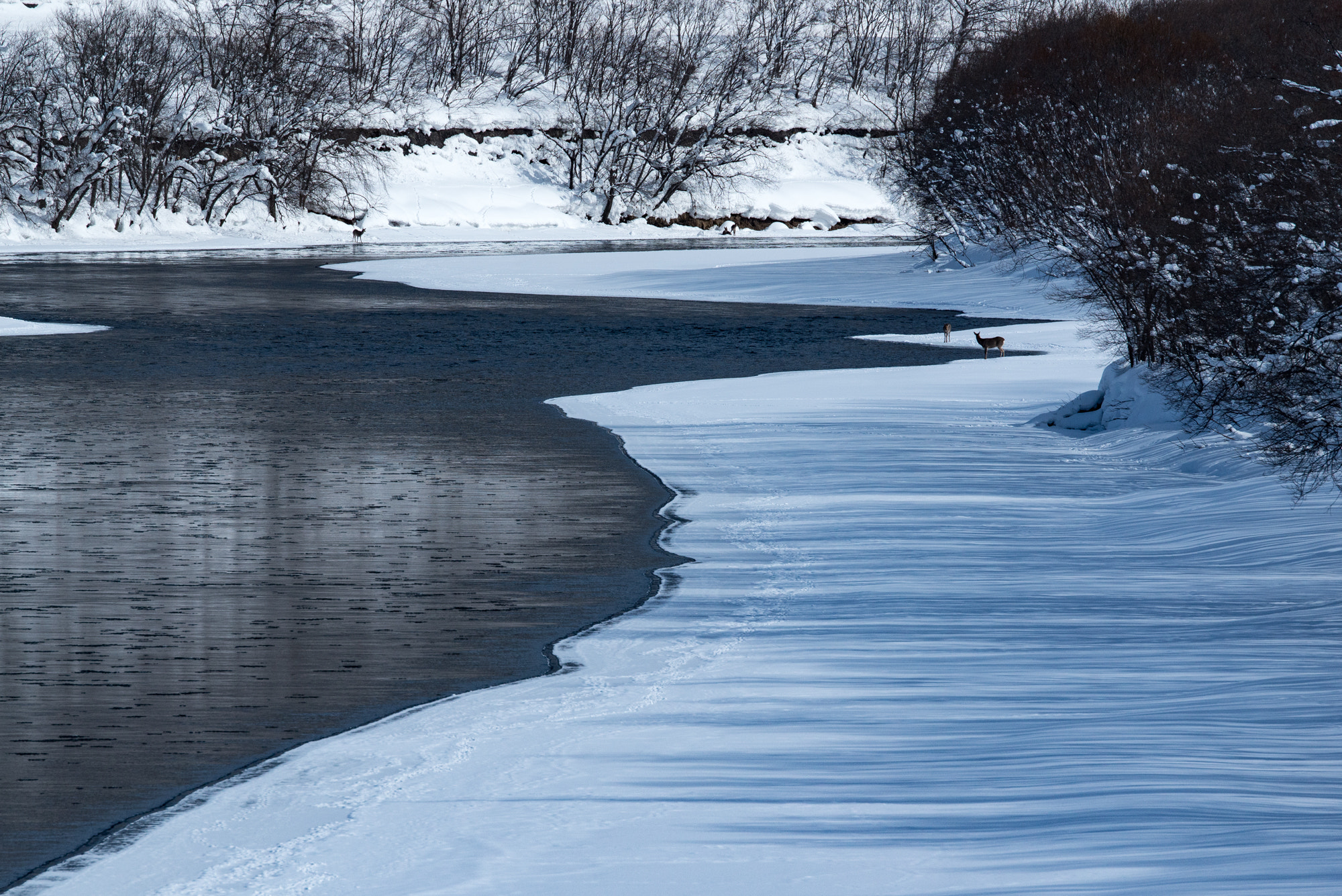 Nikon D800E sample photo. Living in the severe environment photography