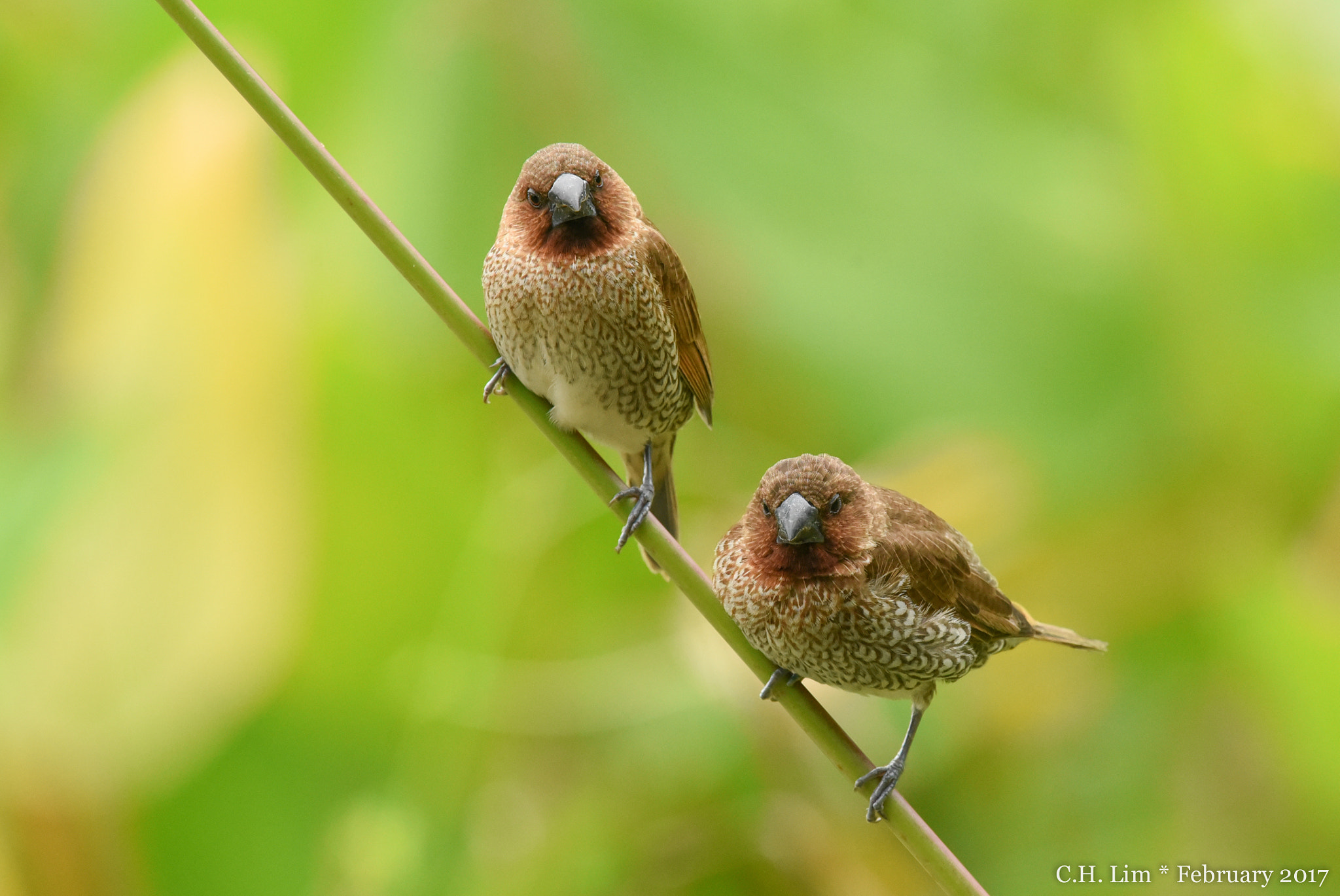 Nikon Nikkor AF-S 300mm F4E PF ED VR sample photo. A lovely pair of scaly-breasted munia. singapore. photography