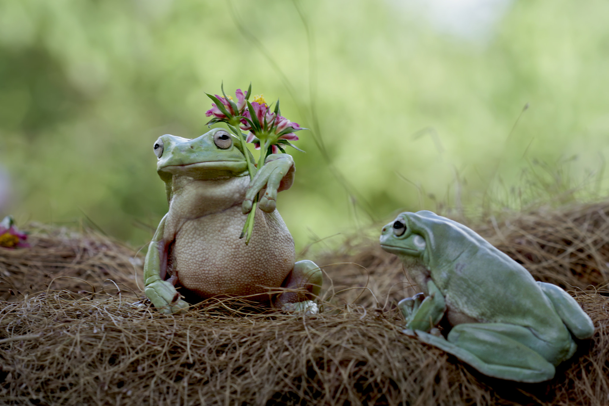 Canon EOS 7D + Canon EF 100mm F2.8 Macro USM sample photo. Waiting for prince frog photography