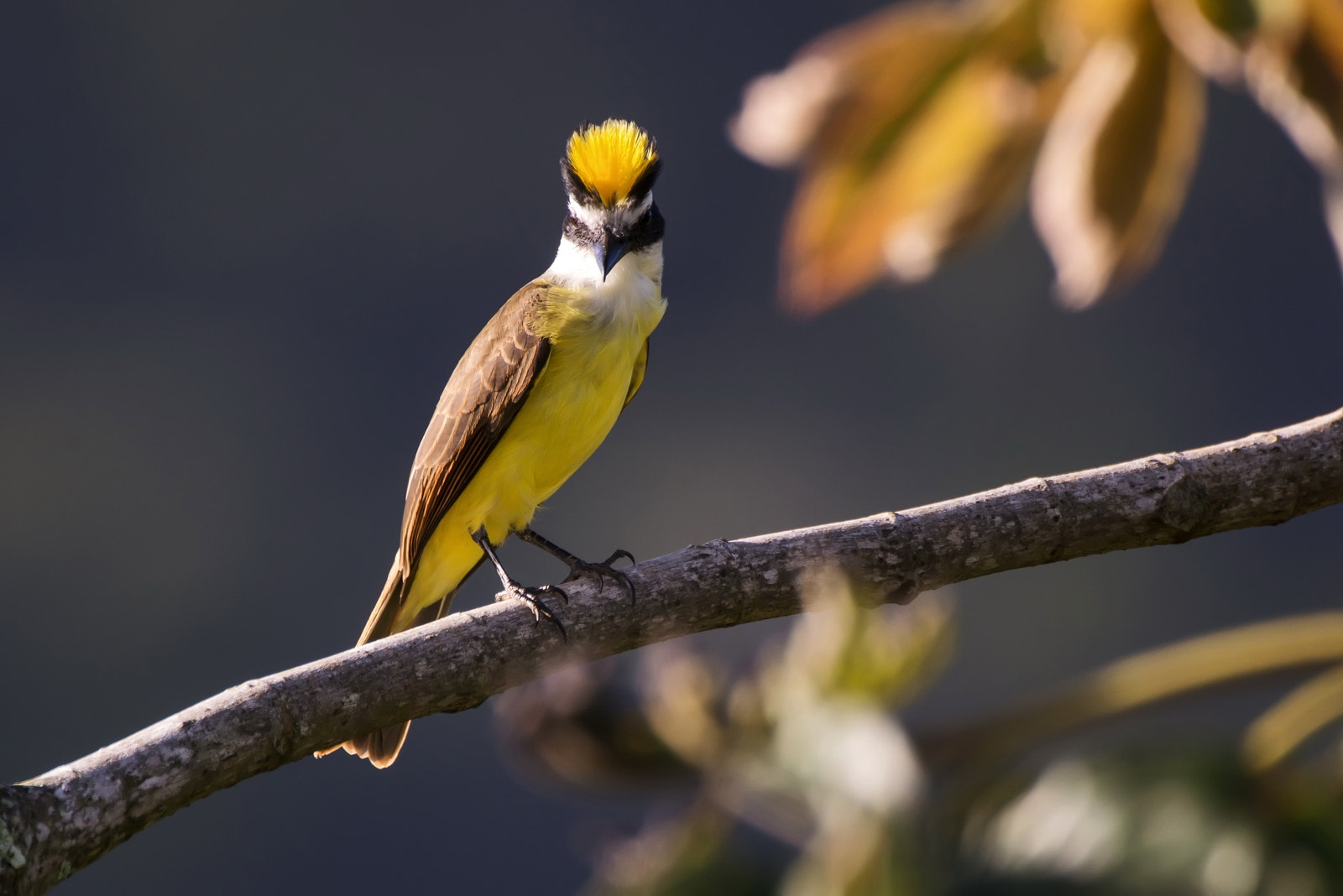 Nikon D800 sample photo. The secret tuft photography