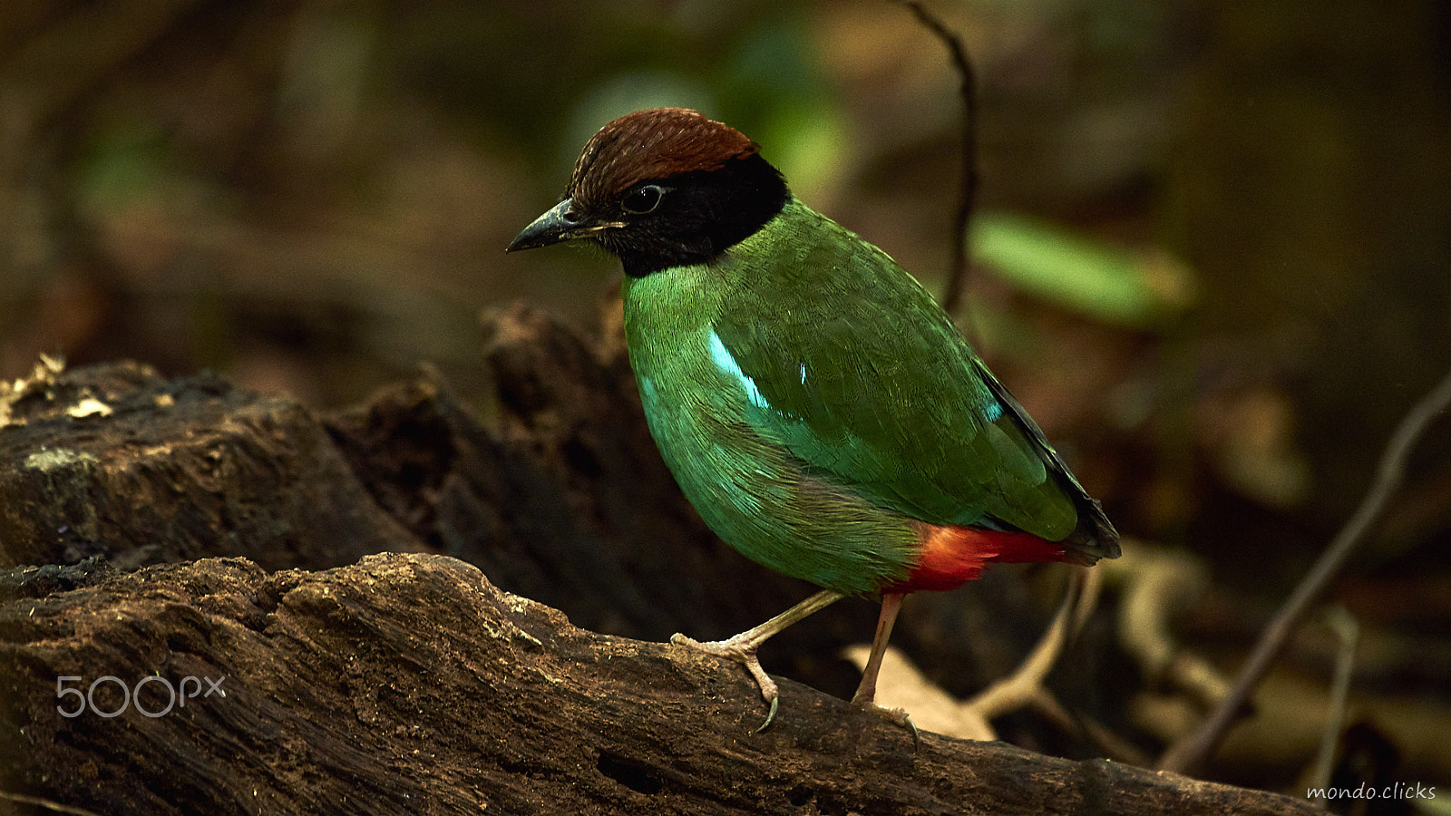 Nikon AF-S Nikkor 200-500mm F5.6E ED VR sample photo. Hooded pitta photography