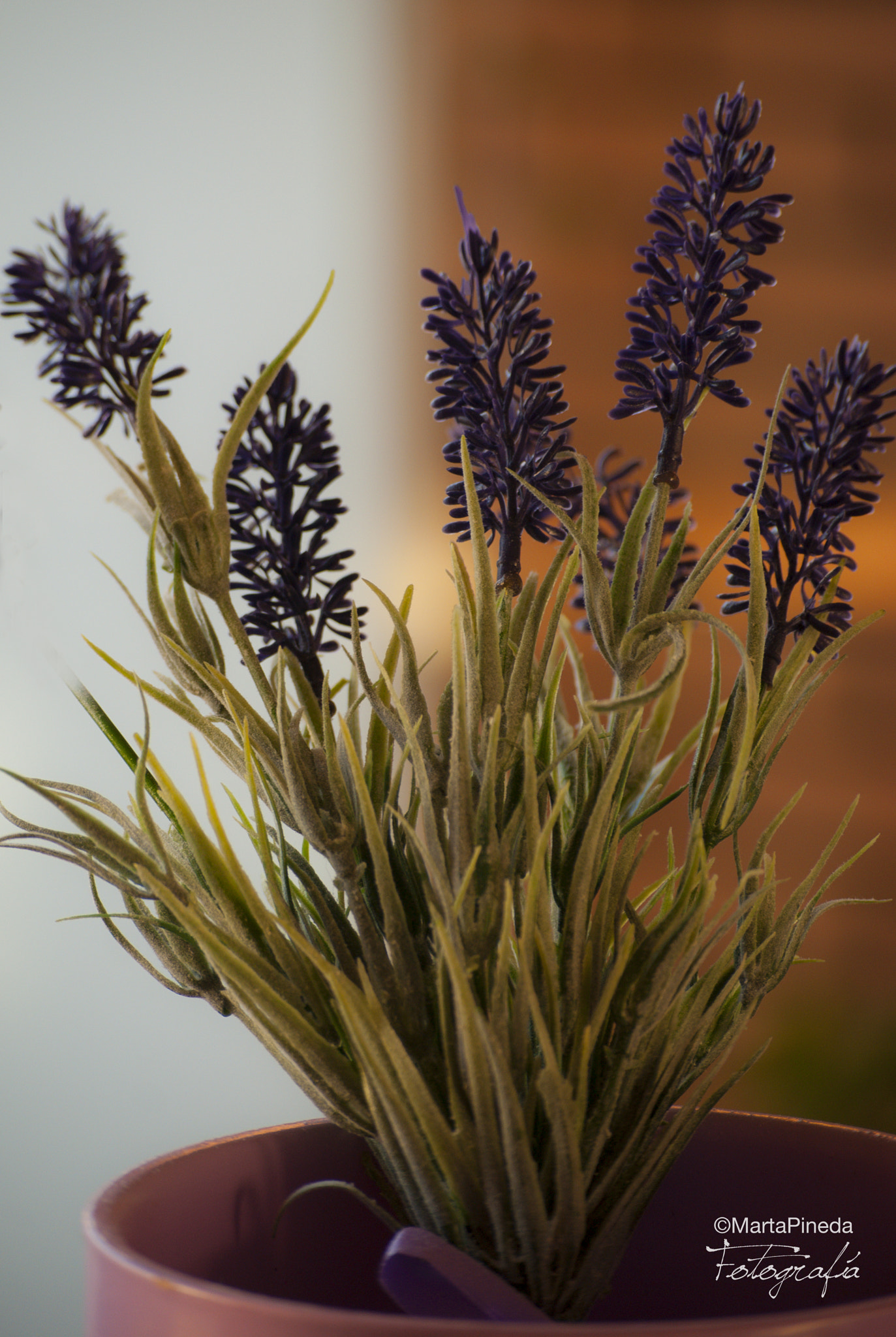 Nikon D60 sample photo. Lavanda photography