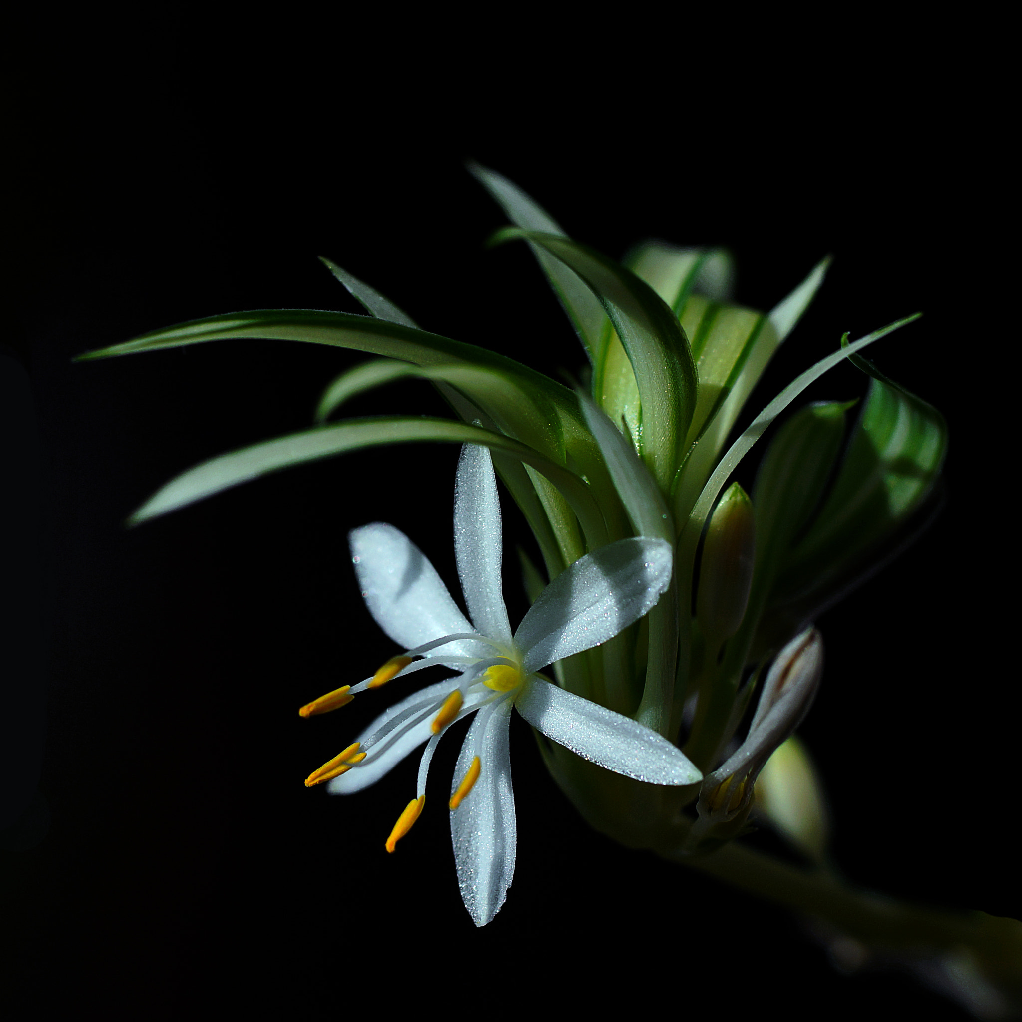 Sony a99 II + Tamron SP AF 90mm F2.8 Di Macro sample photo. 吊兰花开了 photography