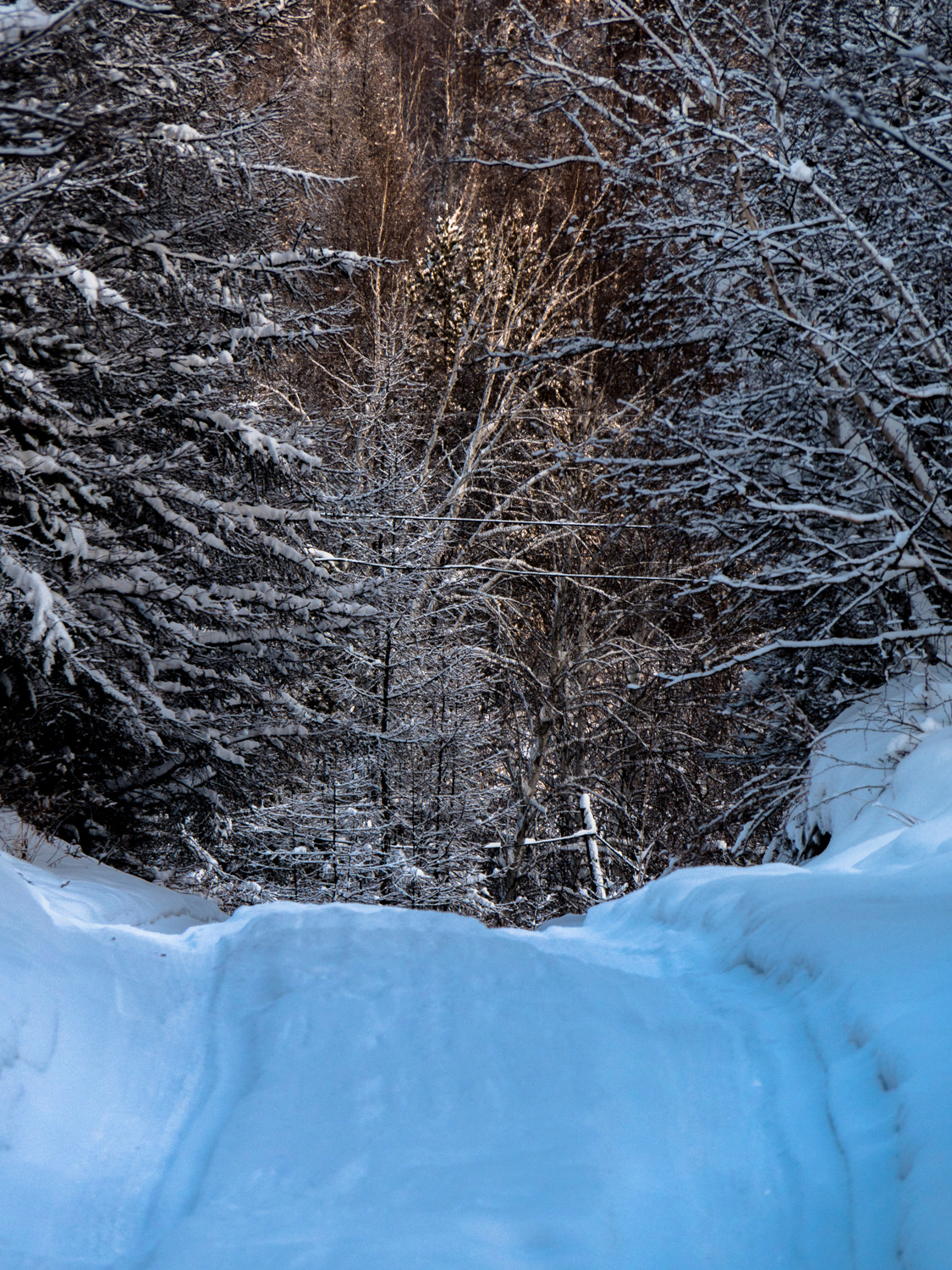 OLYMPUS M.14-150mm F4.0-5.6 II sample photo. Road to the wood photography