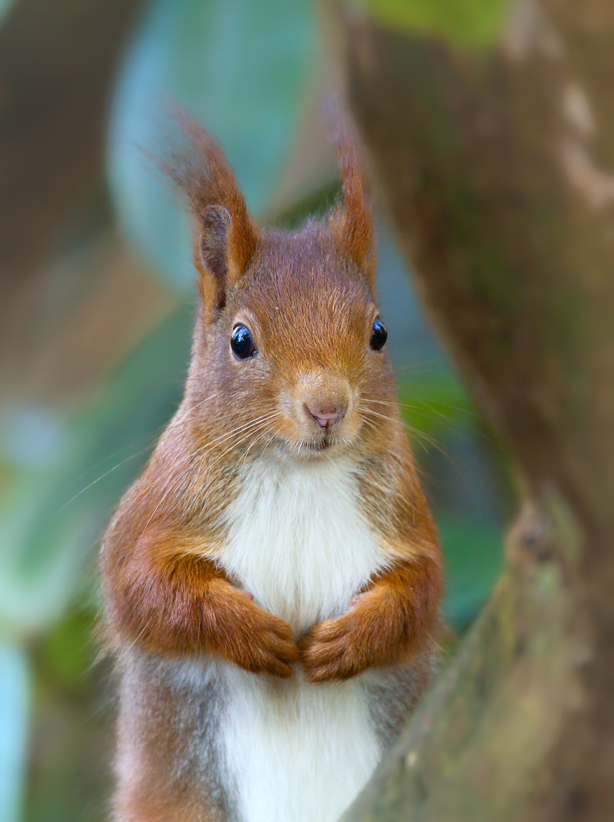 150-600mm F5-6.3 DG OS HSM | Contemporary 015 sample photo. Eurasian red squirrel (sciurus vulgaris) photography