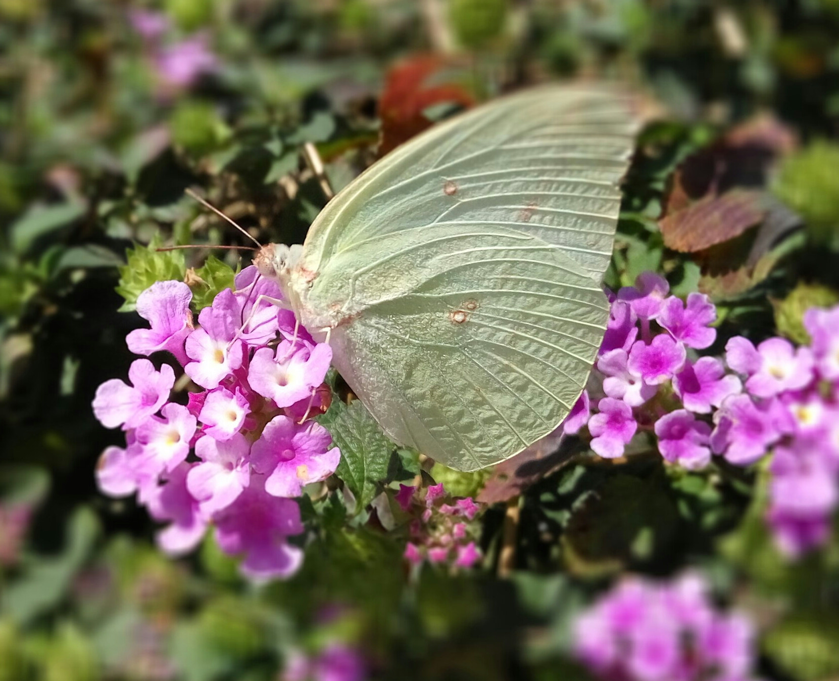 Xiaomi HM Note 2 sample photo. Now come spring photography