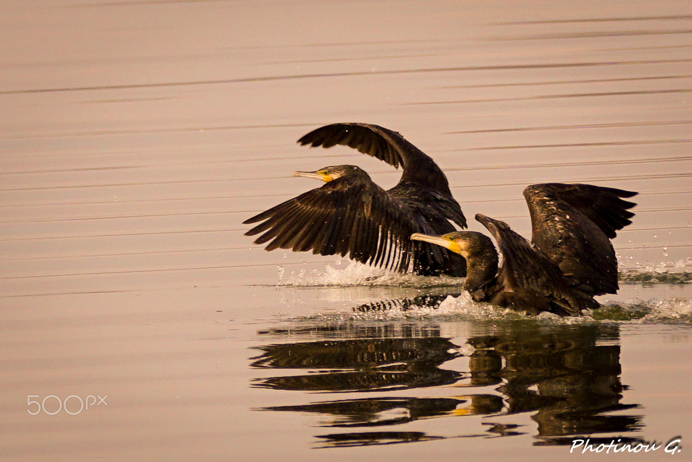 Sony 70-300mm F4.5-5.6 G SSM II sample photo. Cormorant photography