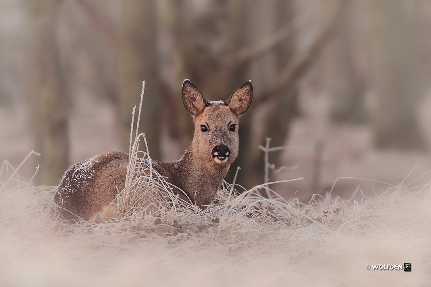 Canon EOS 7D + Canon EF 100-400mm F4.5-5.6L IS II USM sample photo. Roe deer photography