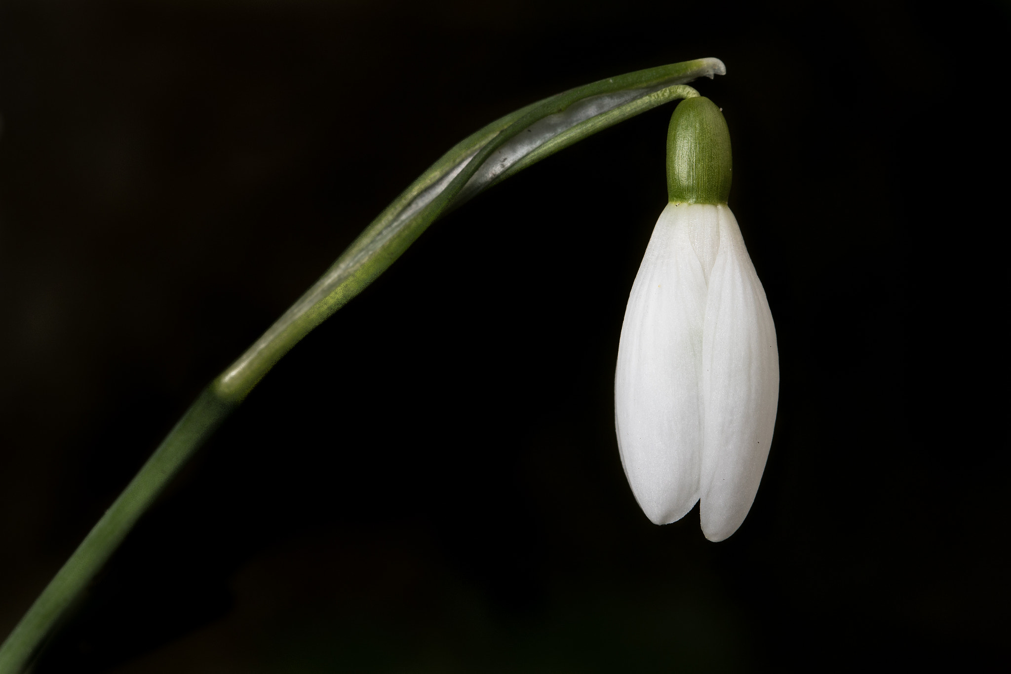 Canon EF 100mm F2.8 Macro USM sample photo. Snowdrop photography