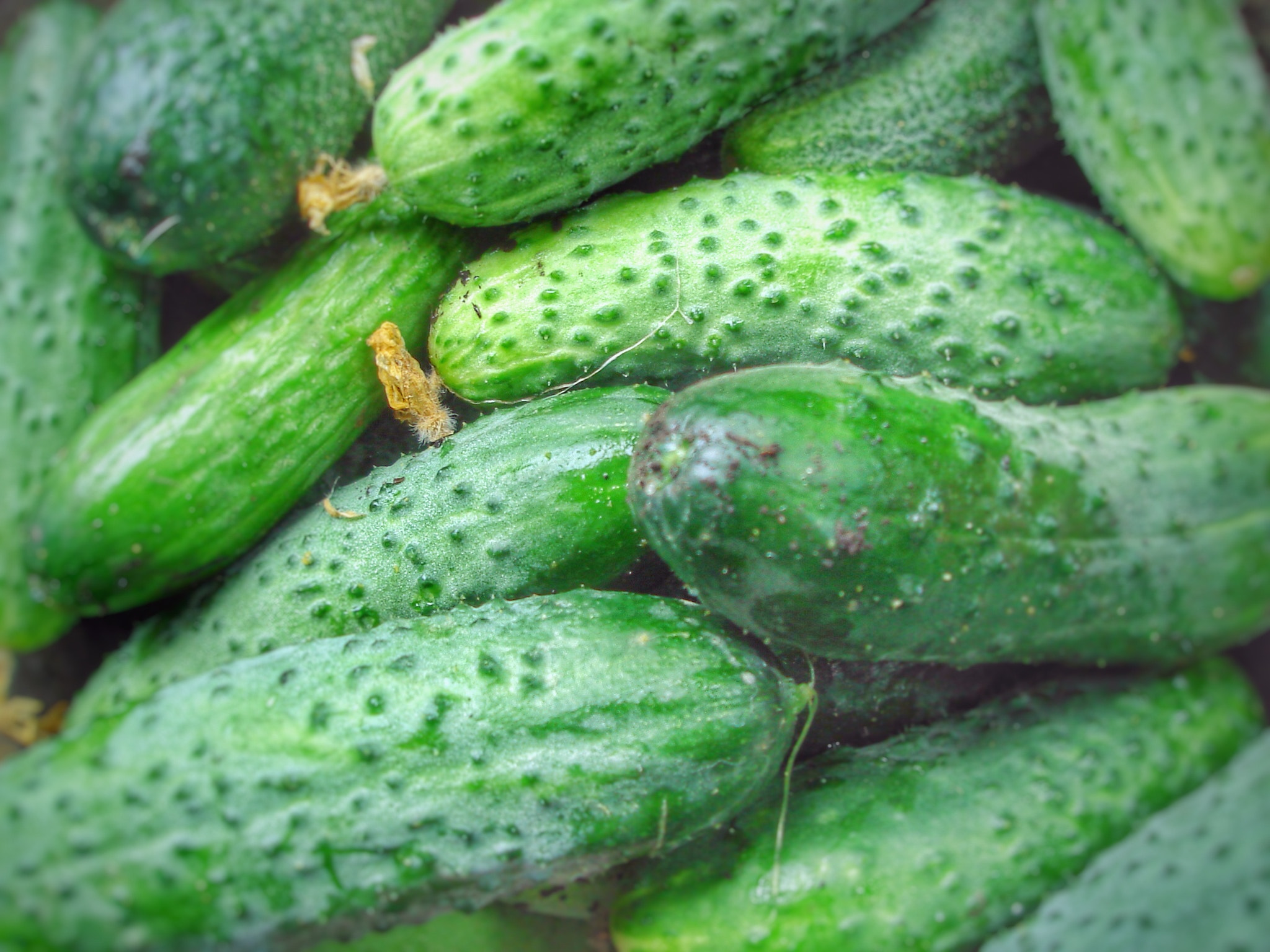 Sony DSC-W5 sample photo. Cucumbers photography