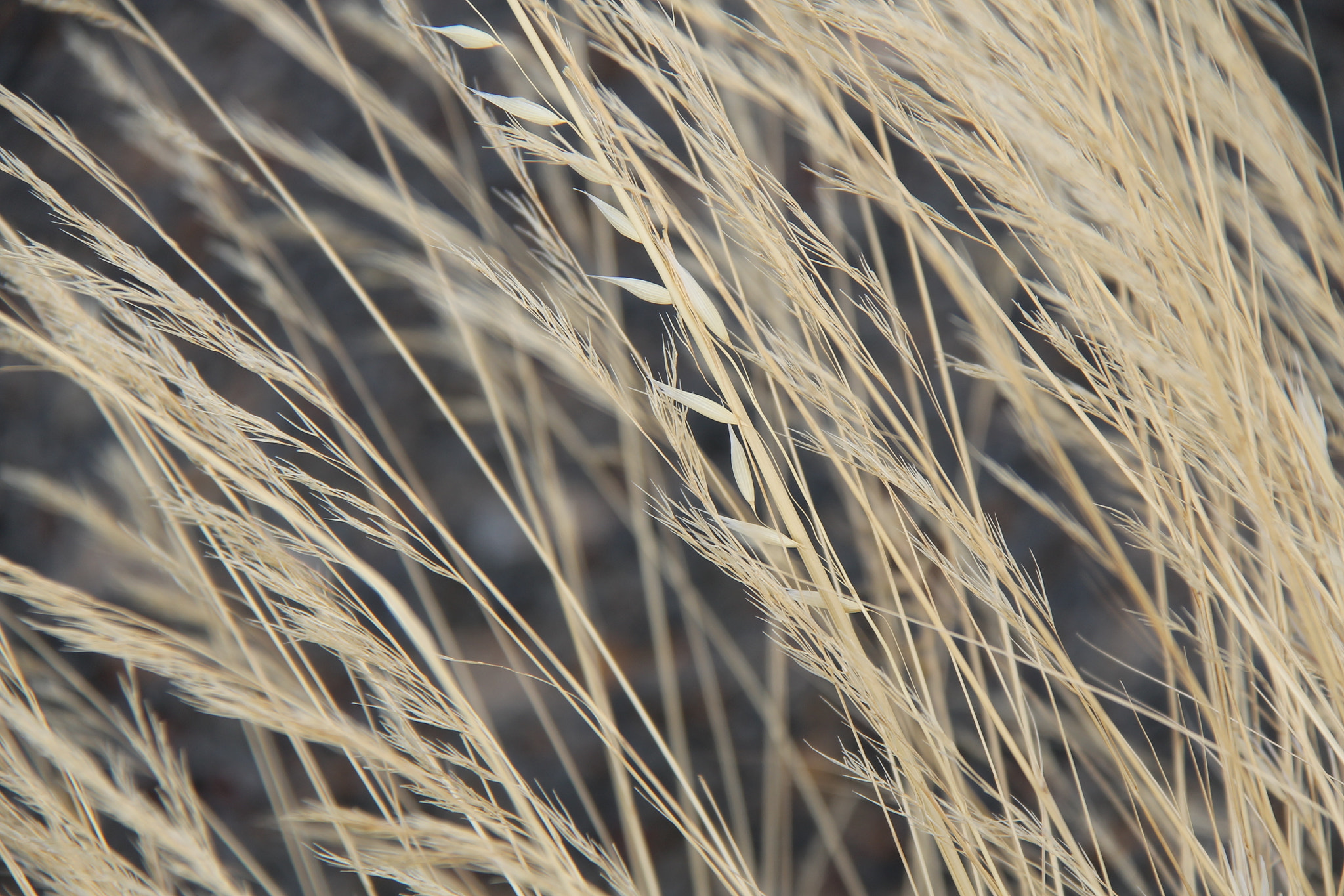 Canon EF-S 18-200mm F3.5-5.6 IS sample photo. Img photography