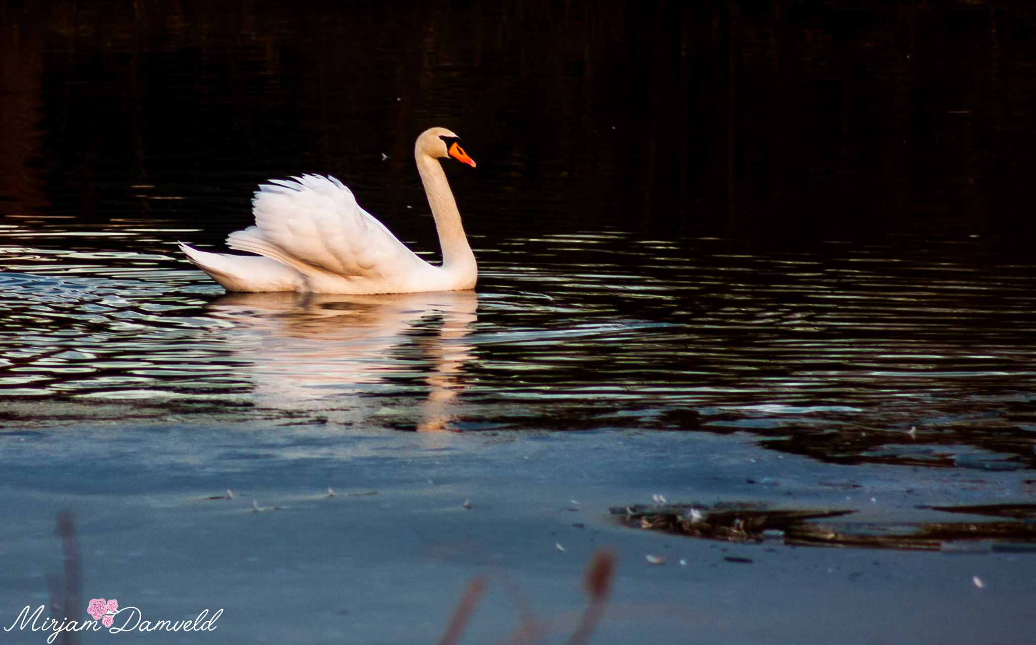 Canon EF 75-300mm f/4-5.6 USM sample photo. Proud photography
