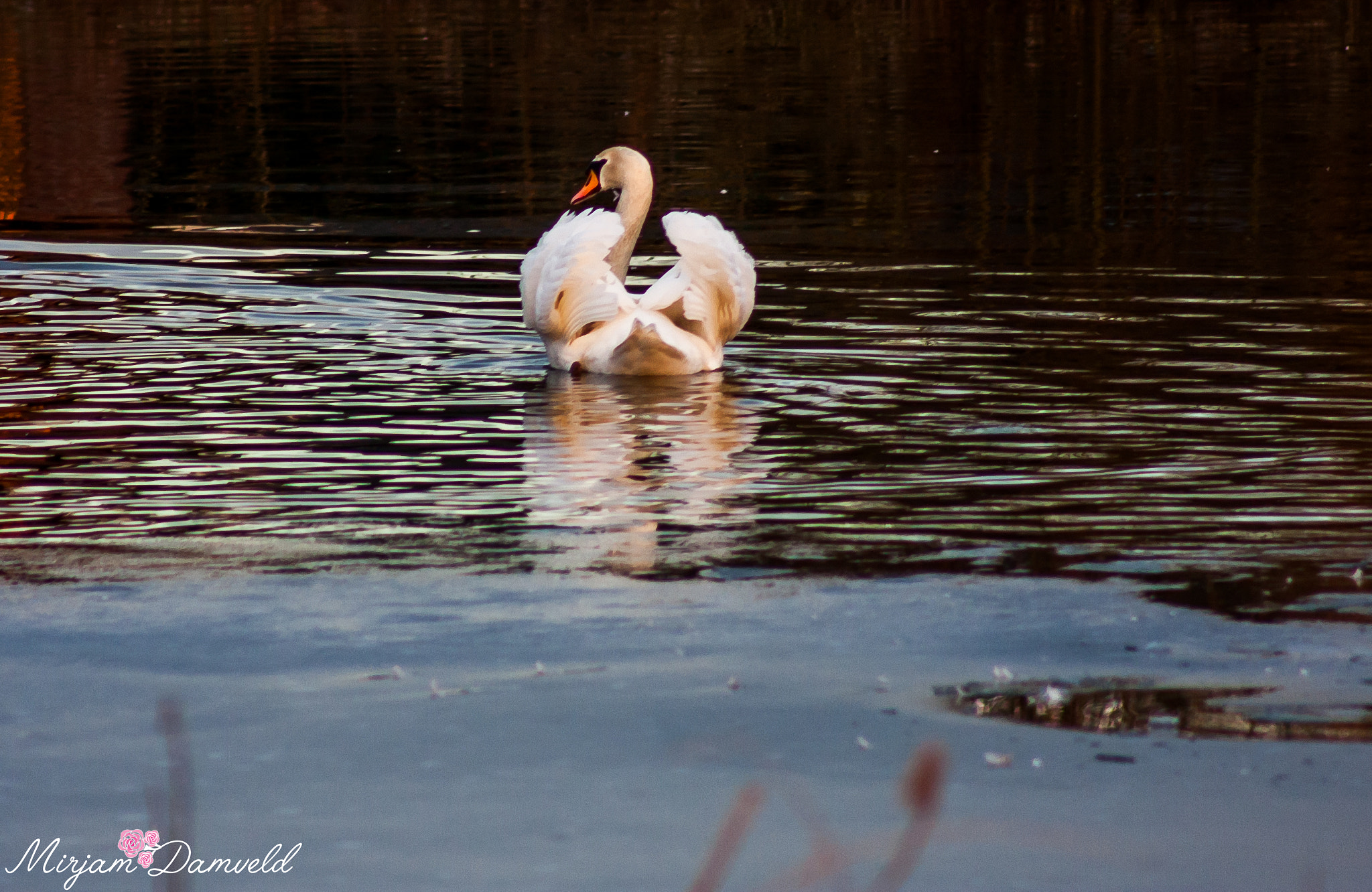 Canon EF 75-300mm f/4-5.6 USM sample photo. I don't like to become wet photography