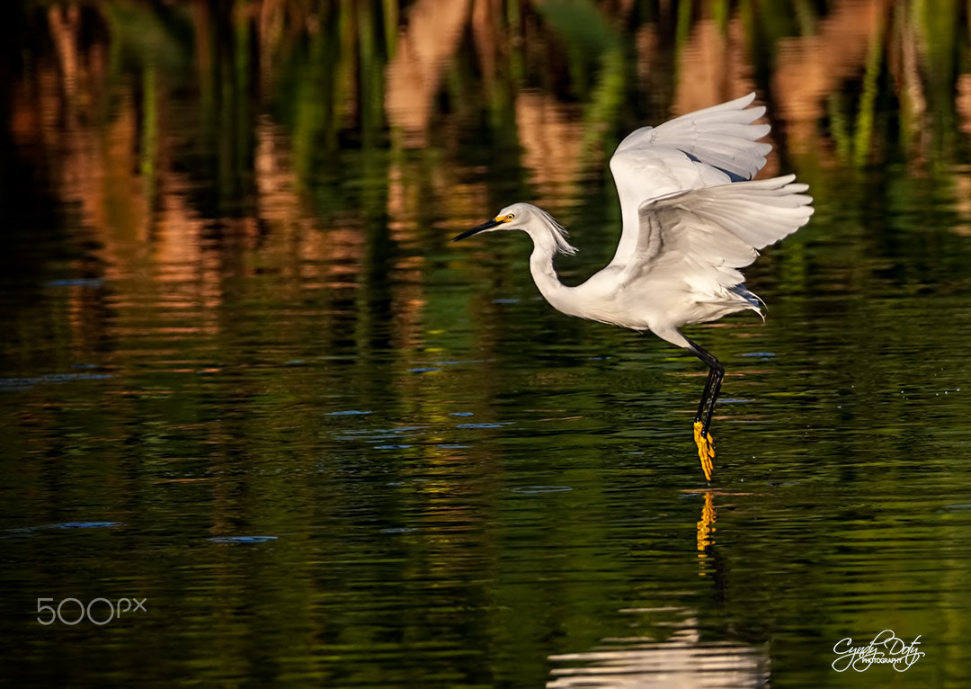 150-600mm F5-6.3 DG OS HSM | Contemporary 015 sample photo. En pointe photography