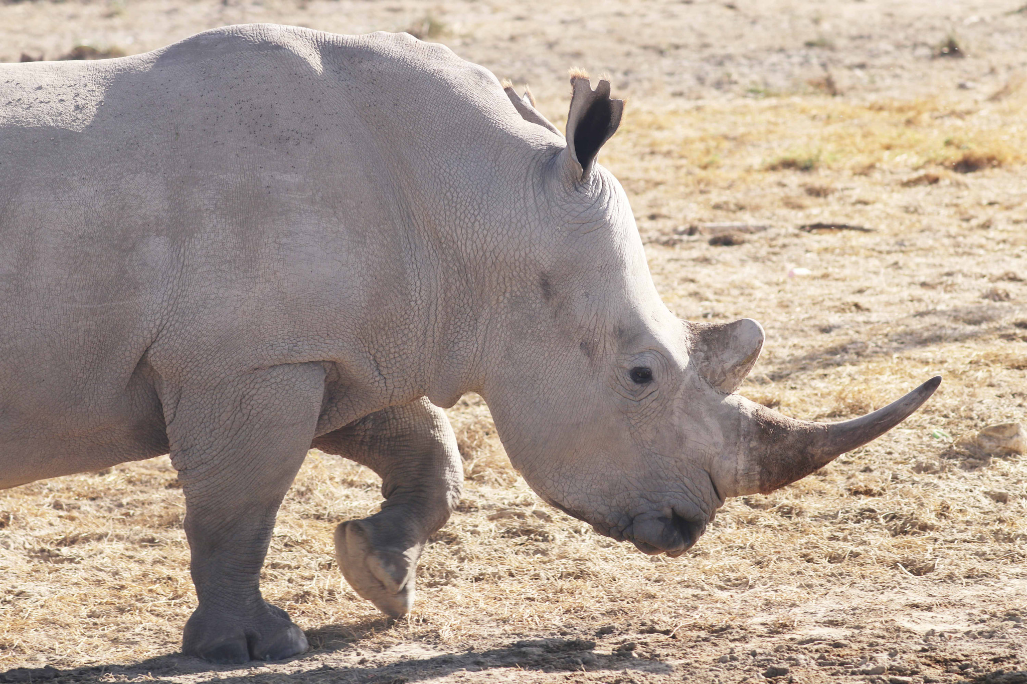 Canon EOS 80D sample photo. White rhinoceros in lake nakuru national park, kenya photography
