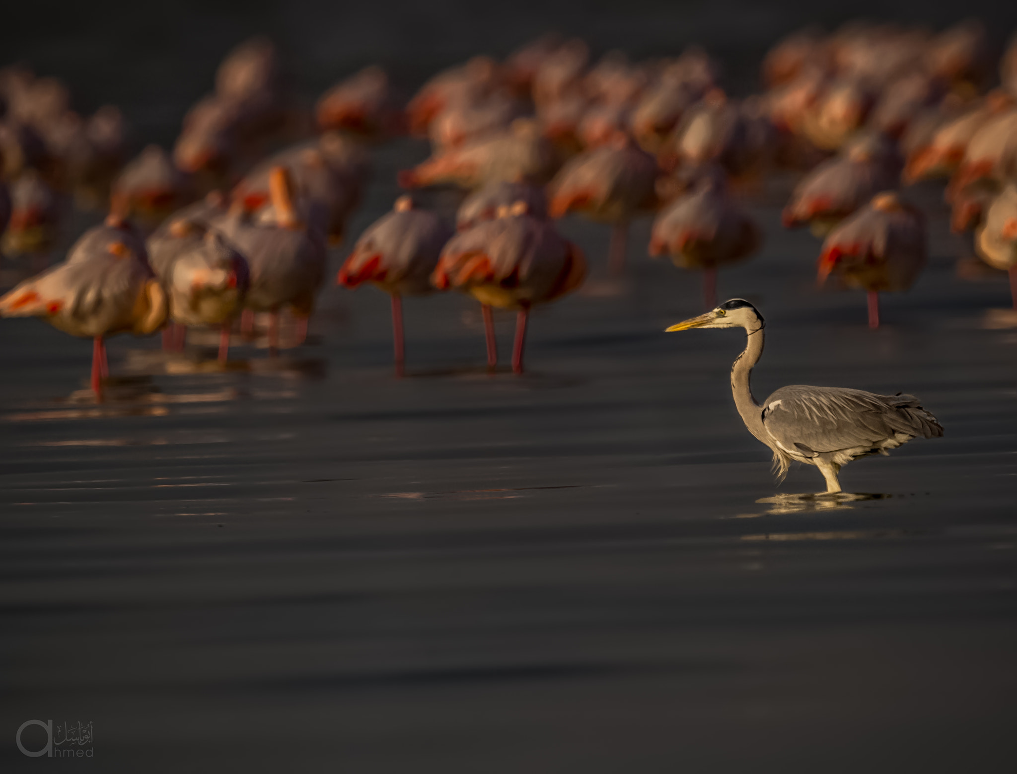 Nikon D4 + Nikon AF-S Nikkor 600mm F4G ED VR sample photo