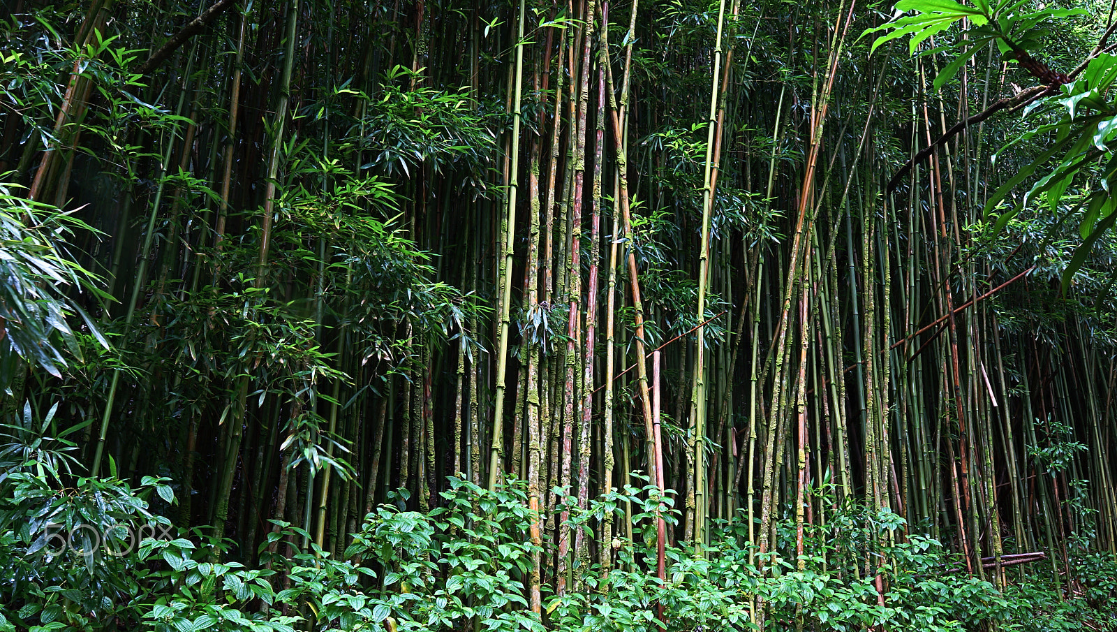 Sony SLT-A77 sample photo. Bamboo 2 photography