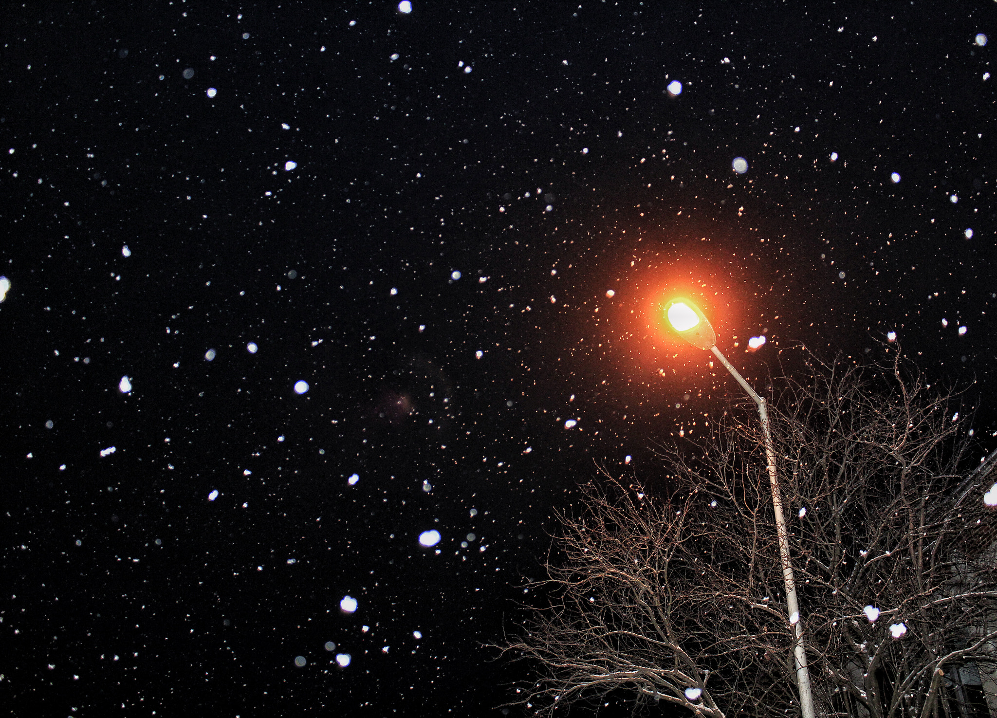 Canon EF-S 18-55mm F3.5-5.6 IS II sample photo. Butterflies of winter photography