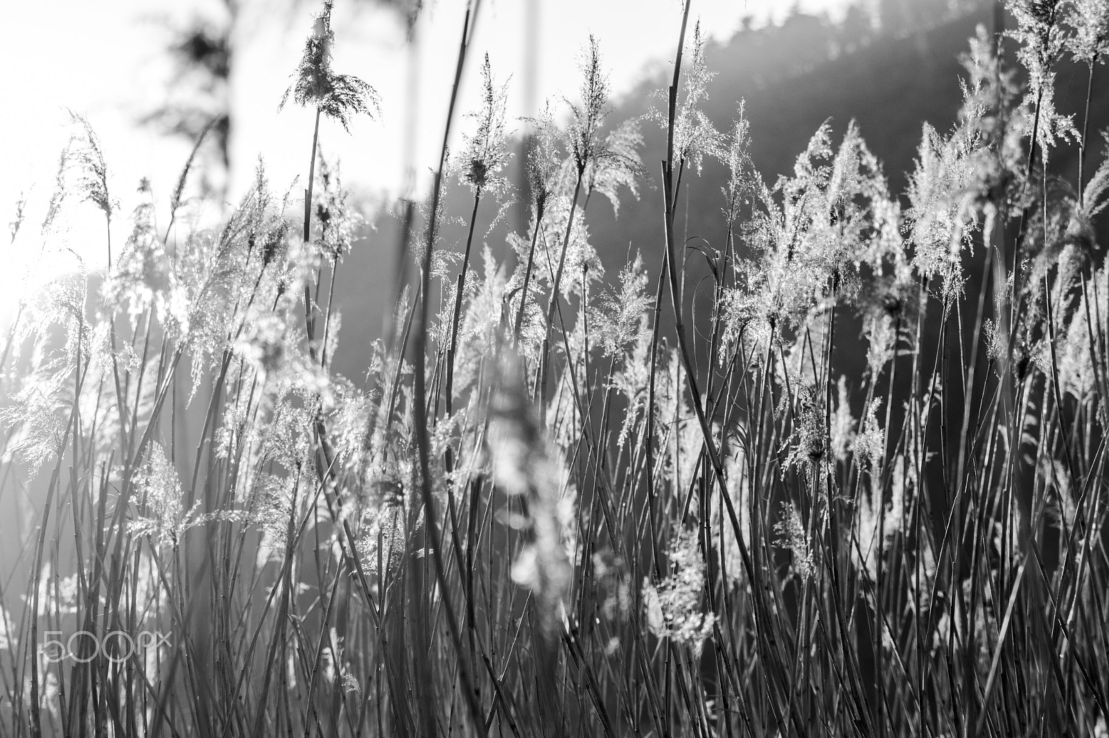 Tamron SP 24-70mm F2.8 Di VC USD sample photo. Light in nature photography