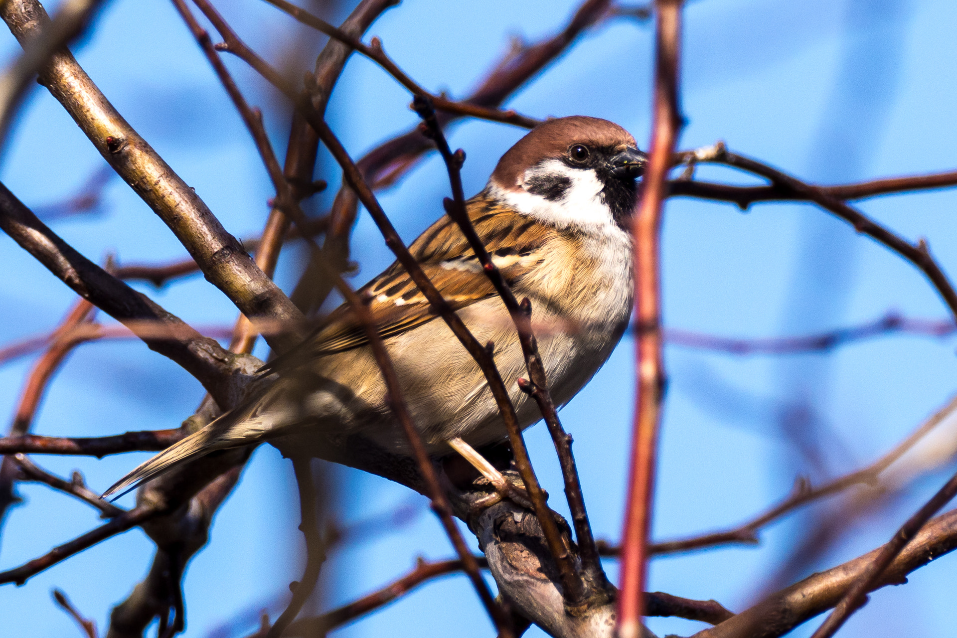 M.300mm F4.0 + MC-14 sample photo. Olympus digital camera photography