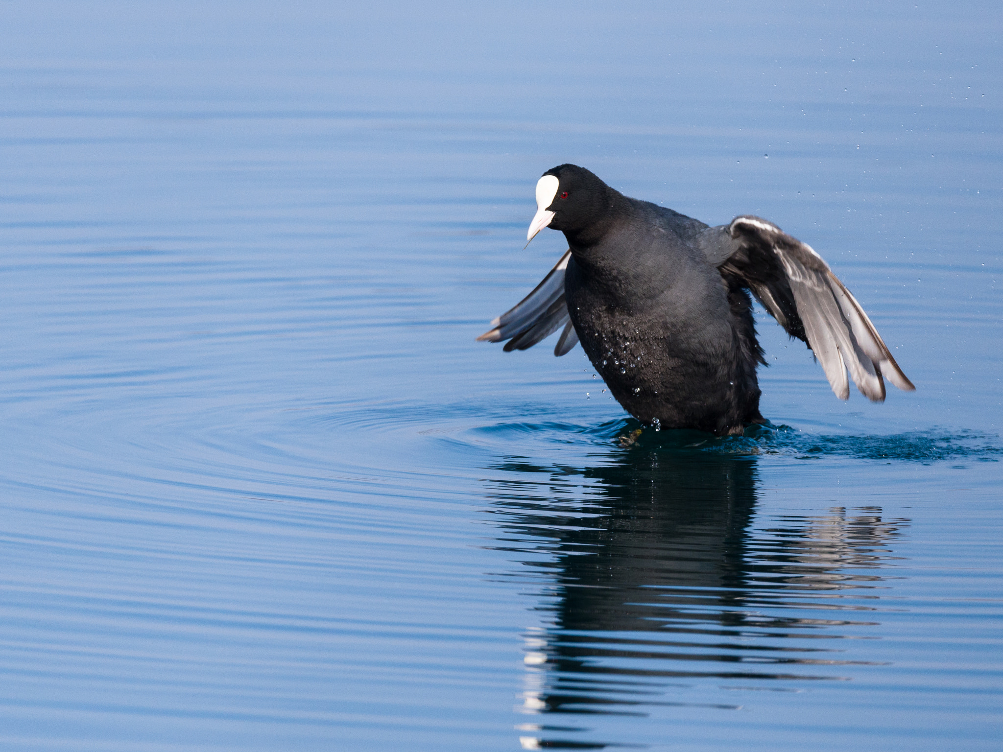 Nikon D750 + Sigma 150-600mm F5-6.3 DG OS HSM | S sample photo. Coot photography