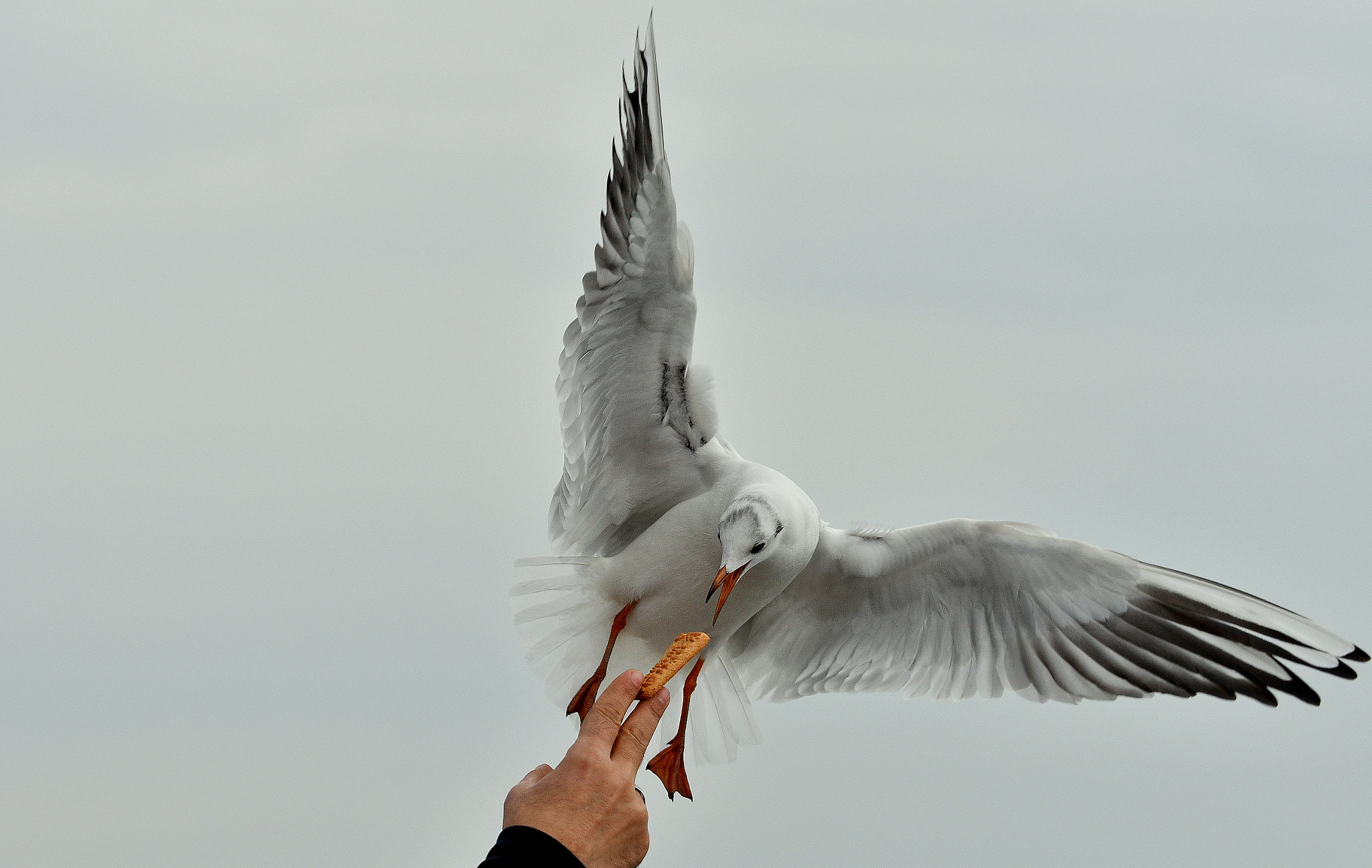 Nikon D500 sample photo. Hungry bird photography