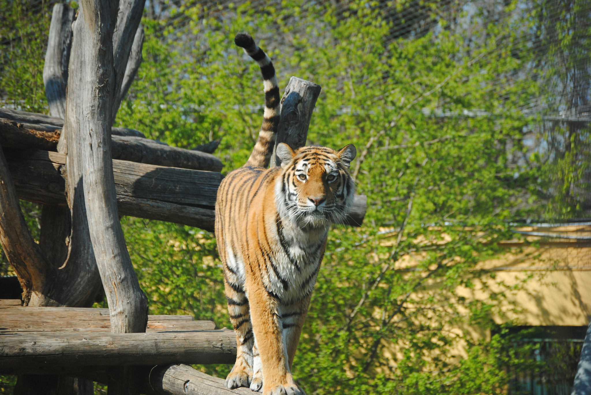 Nikon D3000 sample photo. Miao! photography